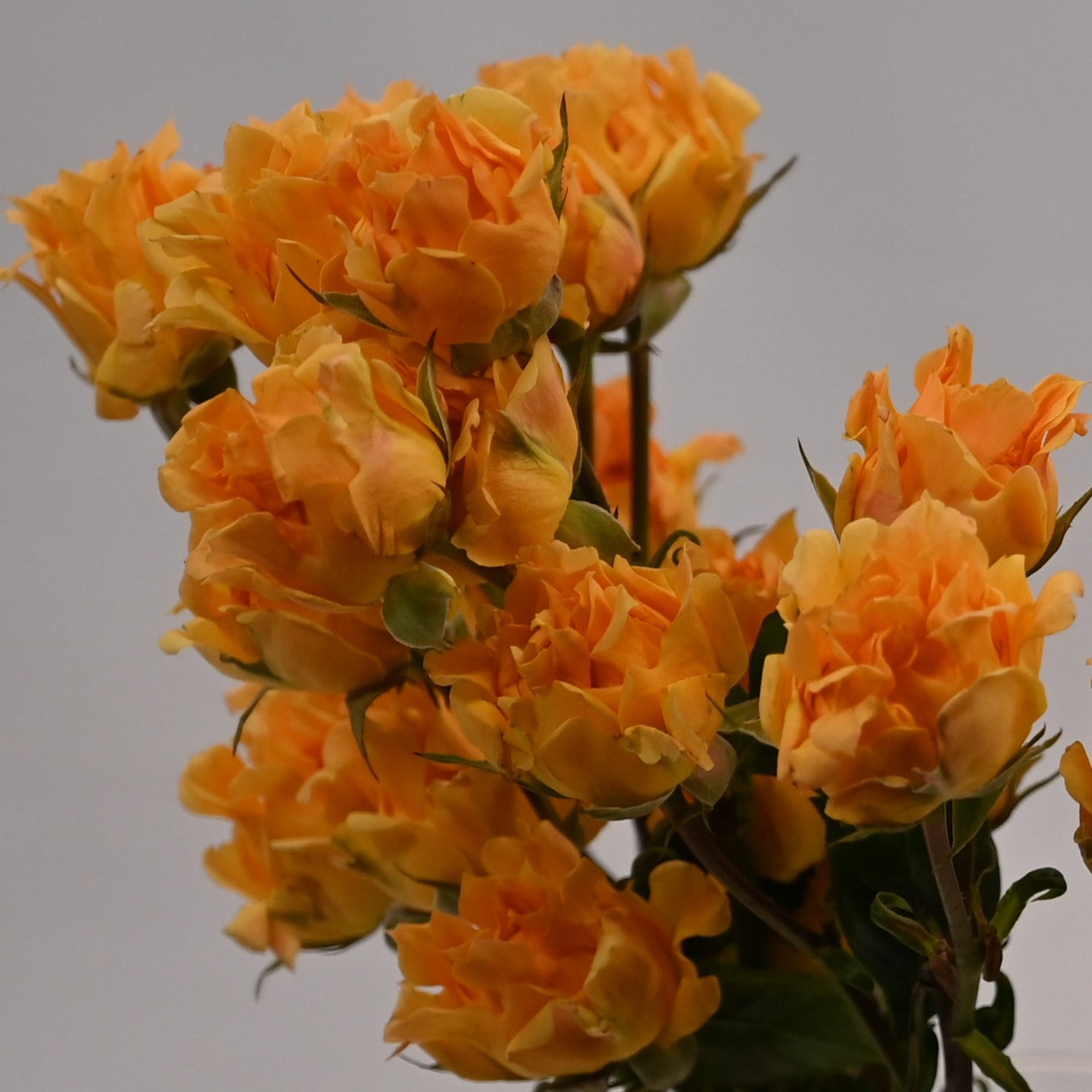 ROSE SPRAY ASSORTED 