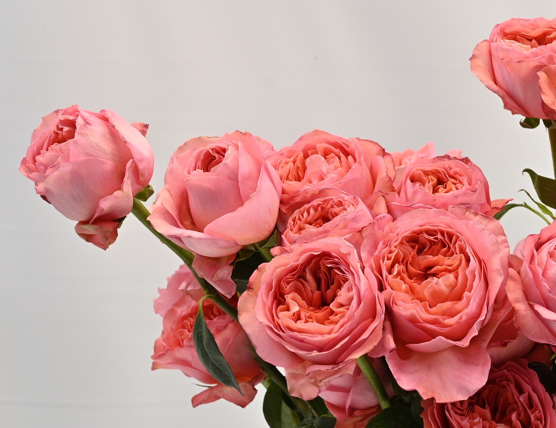 Pink Xpression 