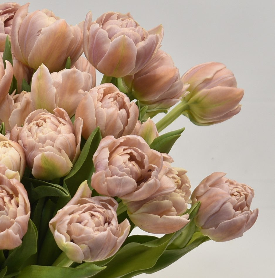 Tulip Double Daphne 