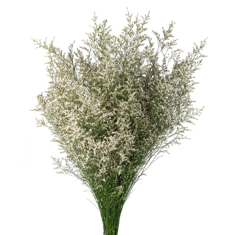 CASPIA WHITE 300g 