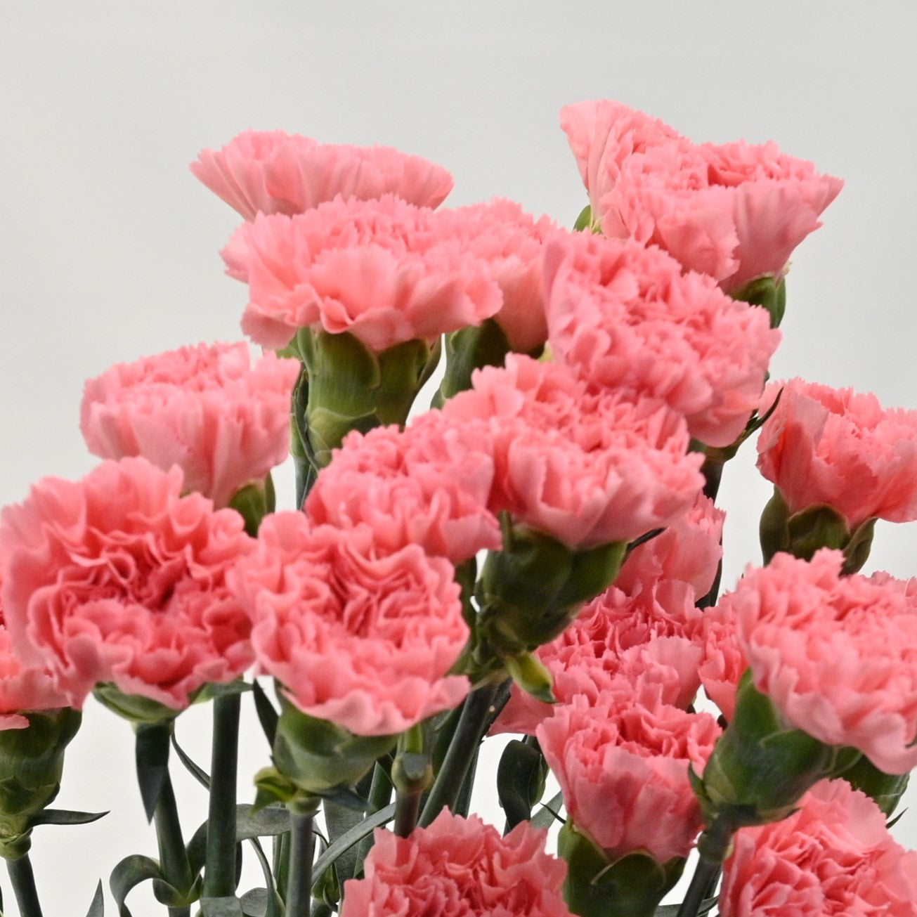 CARNATION KAORI 