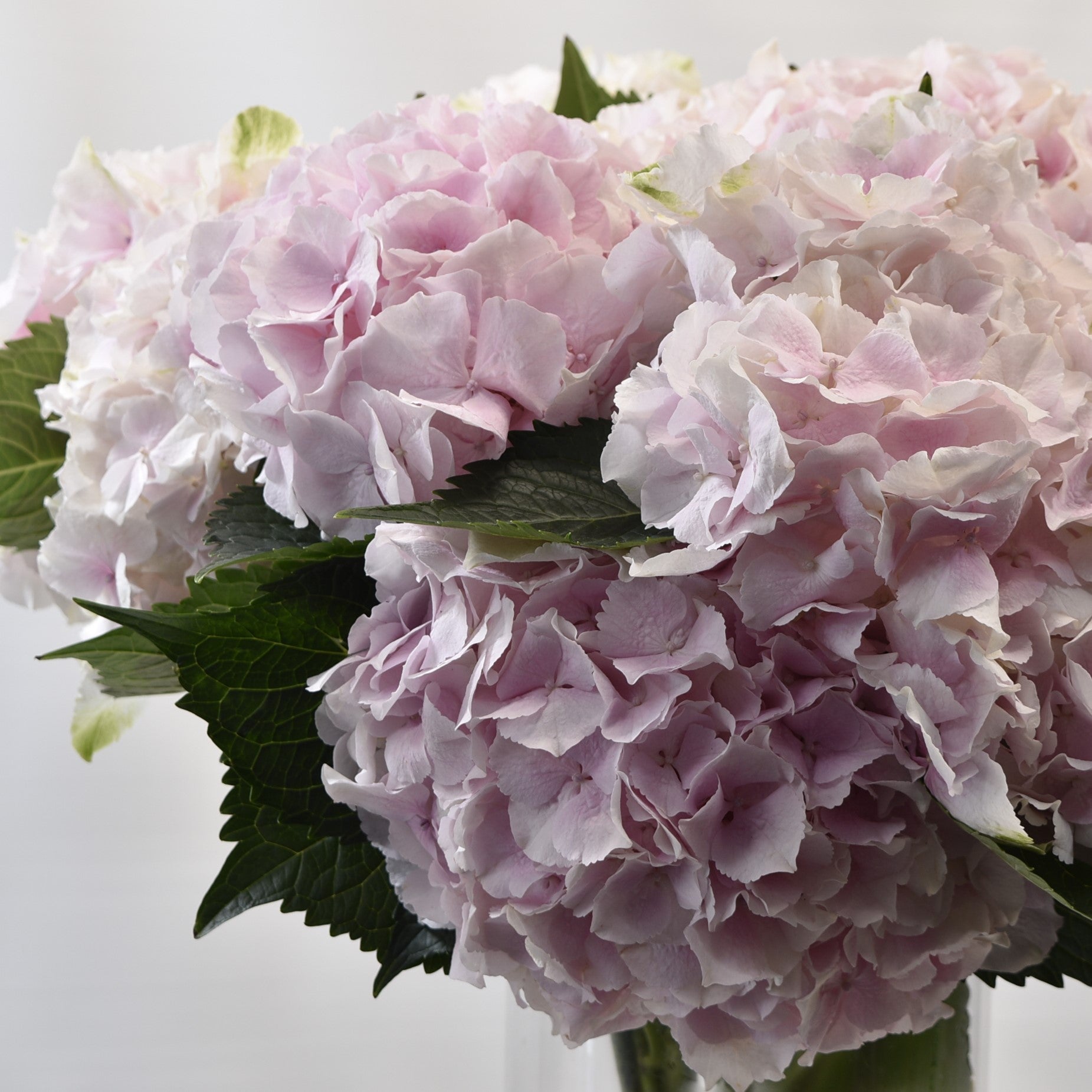 Hydrangea Grandeur Light Pink 