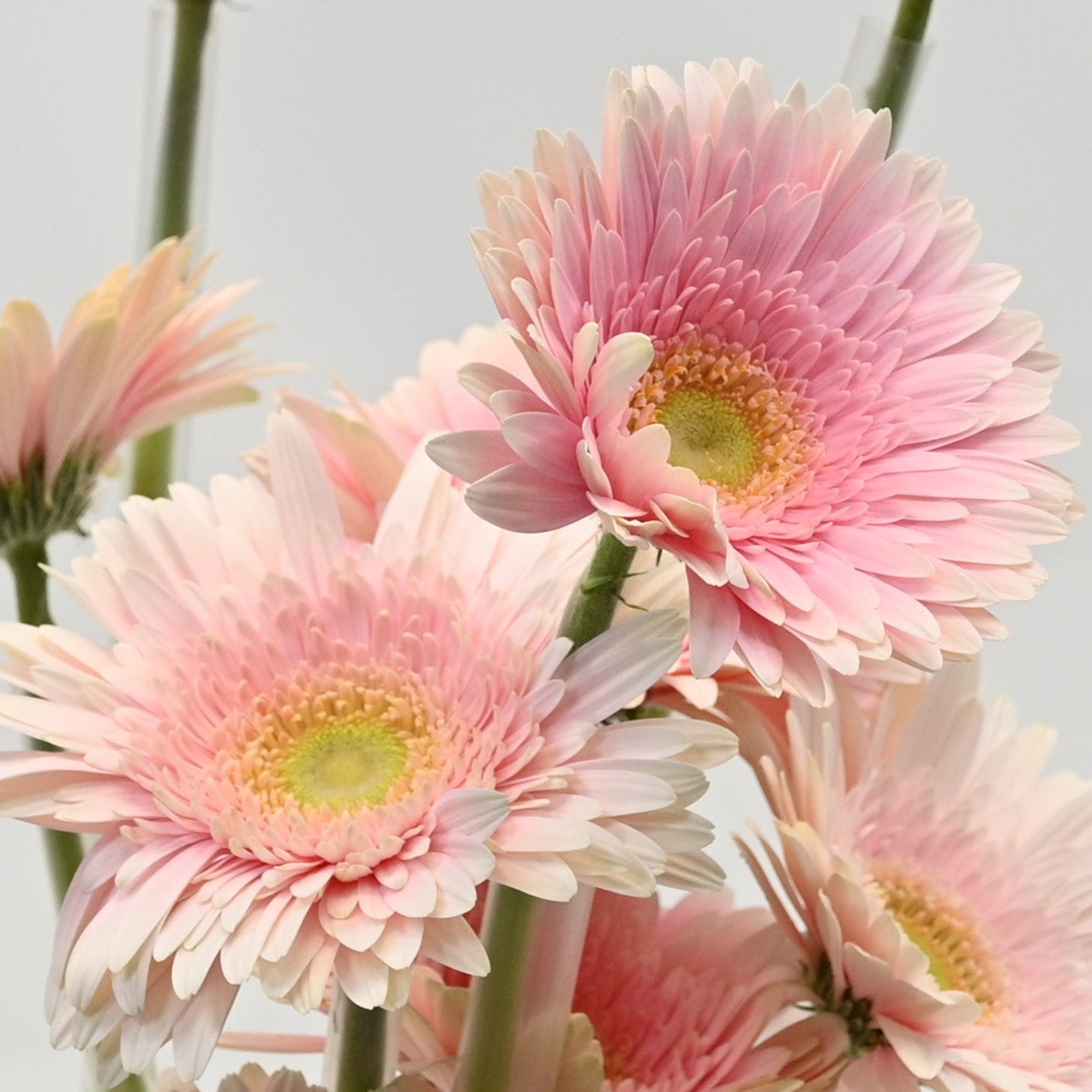 Gerbera Romella 