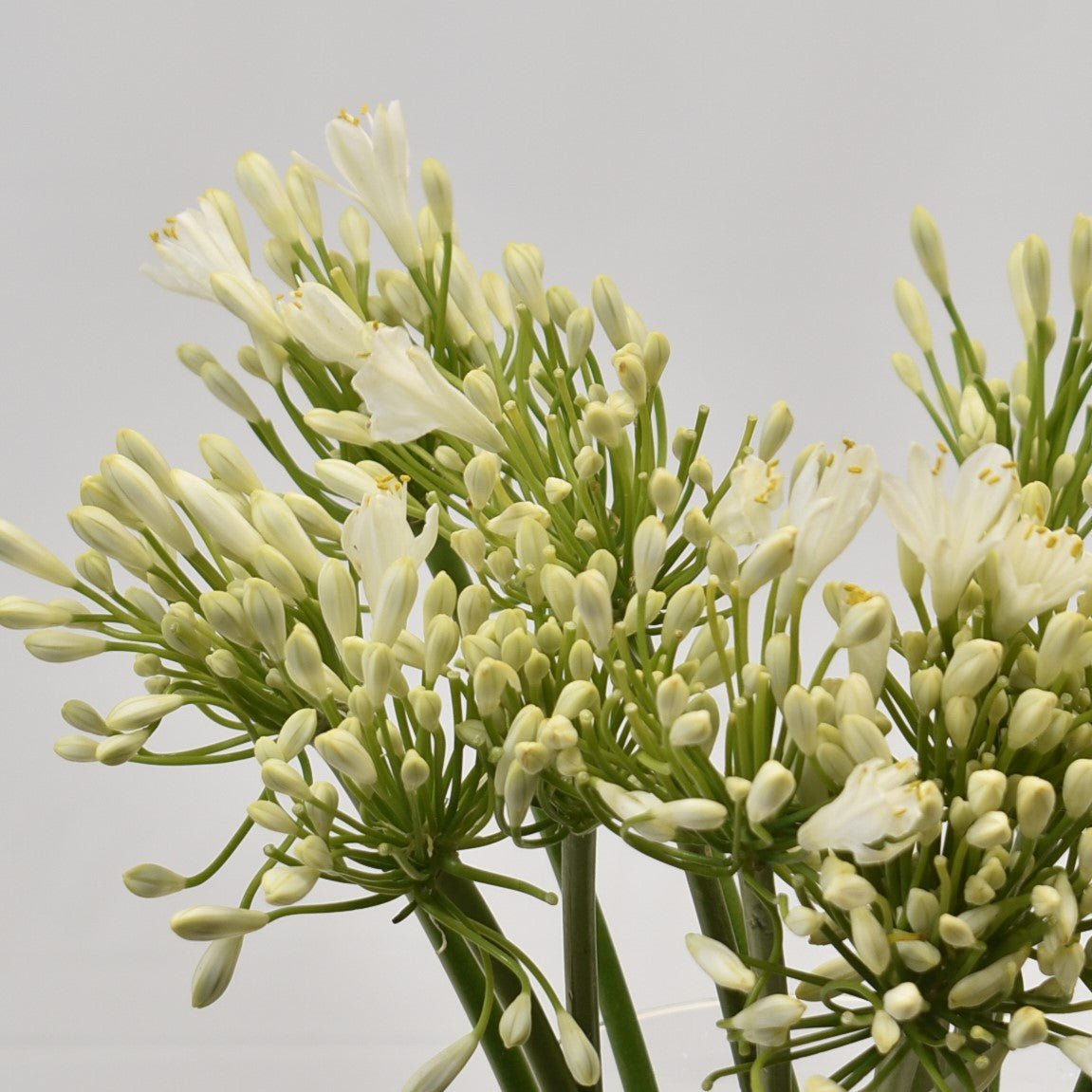 Agapanthus Gletsjer 