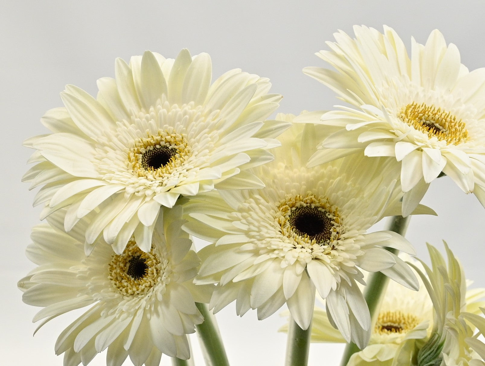 Gerbera Pur Impact 