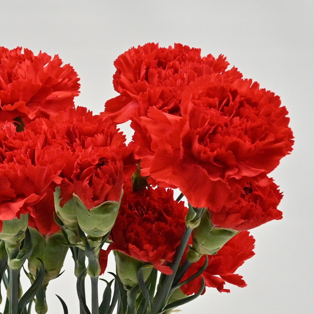 CARNATION RED 