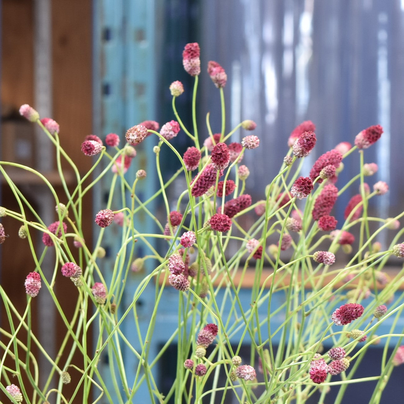 Sanguisorba Arnhem 
