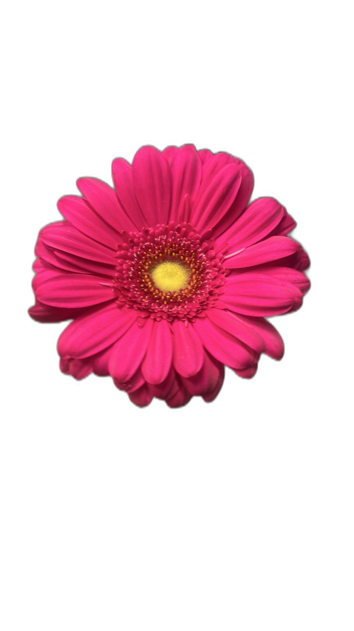Gerbera Giro 