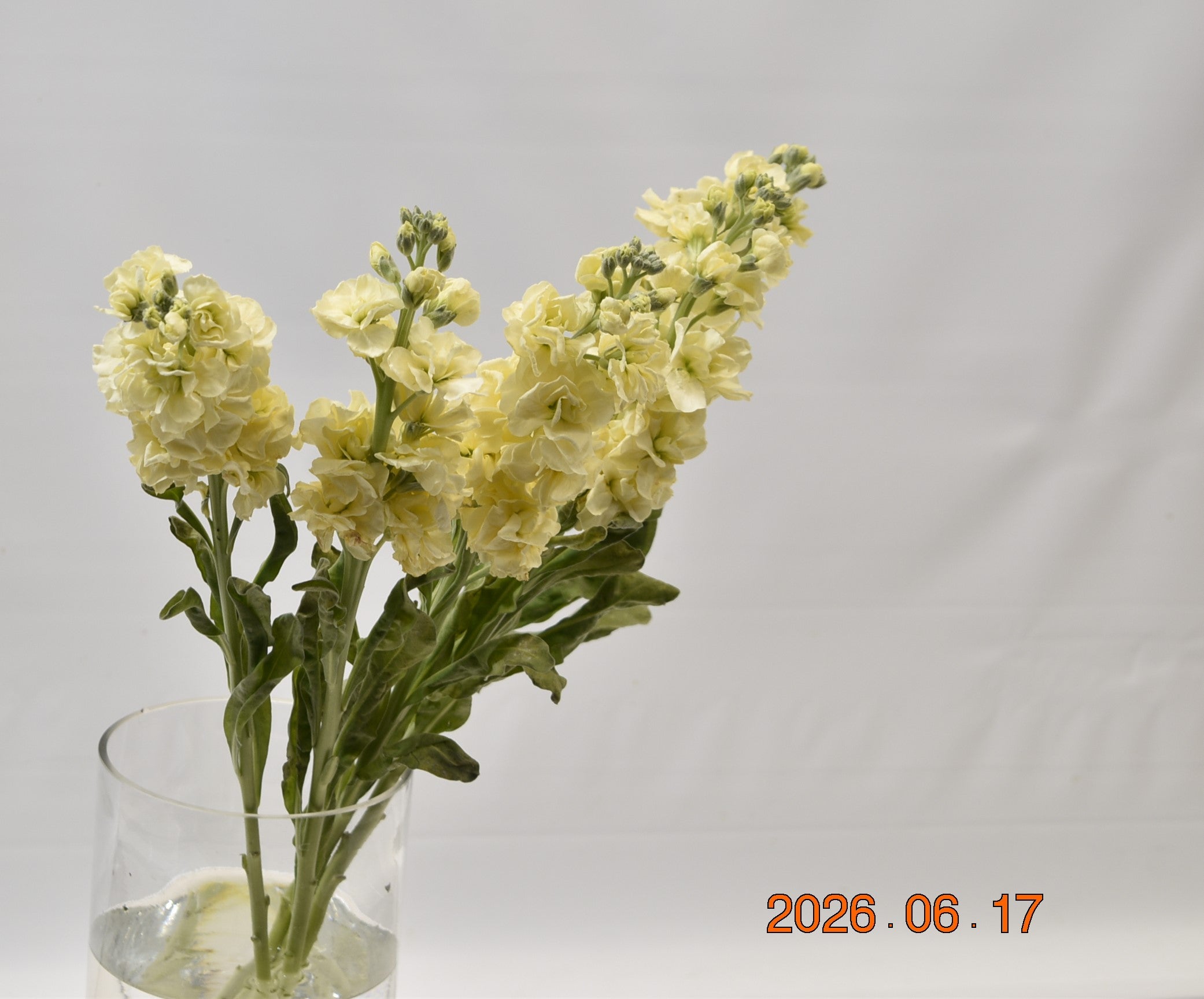 STOCK CREAM 
