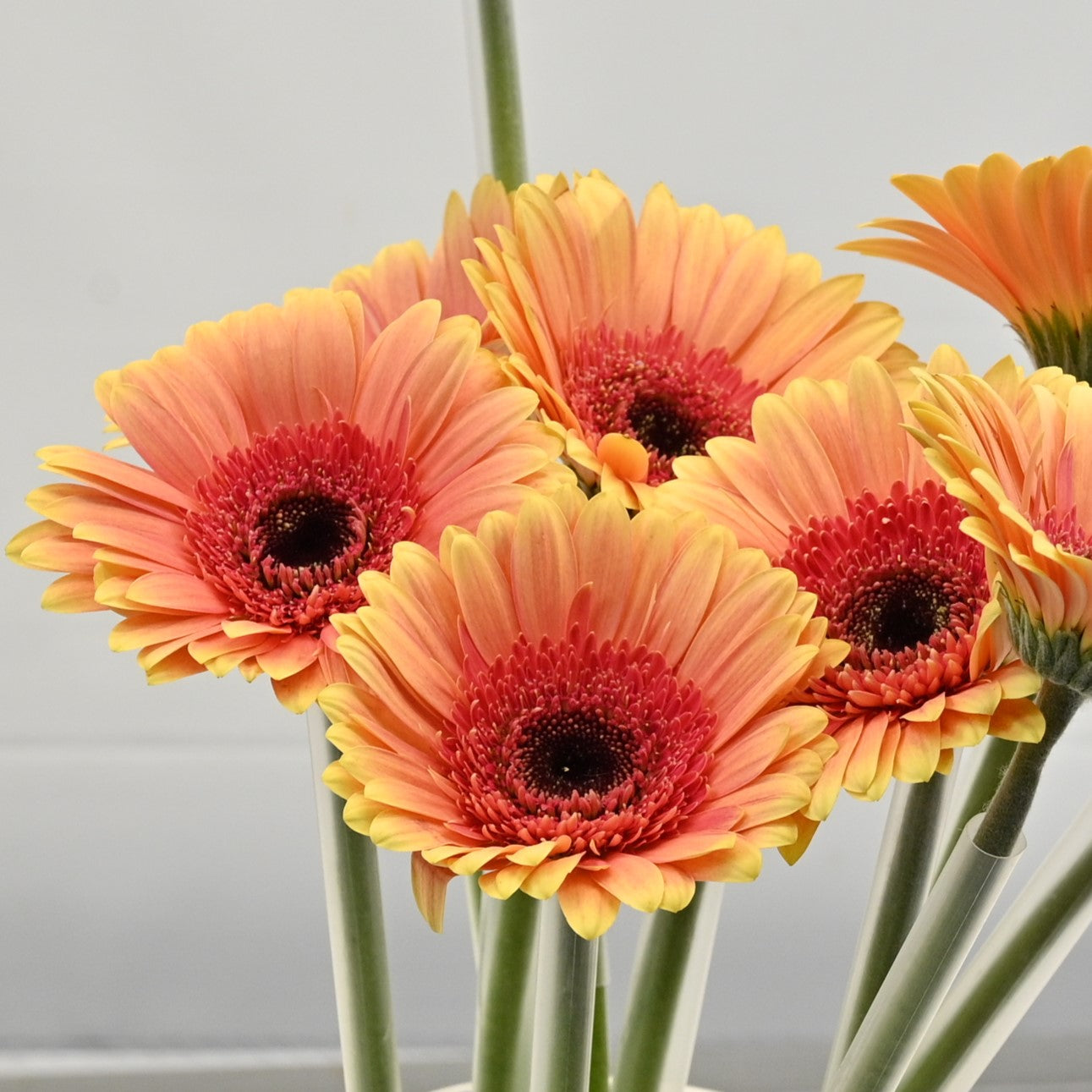 Gerbera Julia 