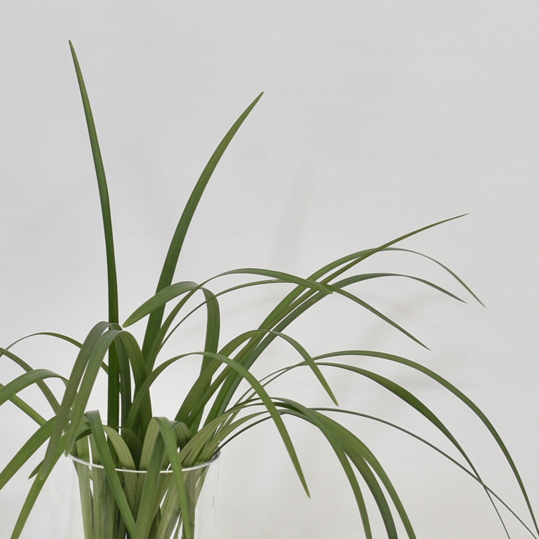 LILY GRASS 30g 