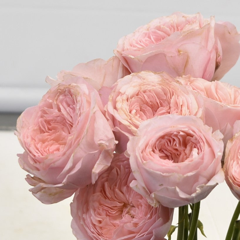 Rose Spray Fibonacci Nautilus 