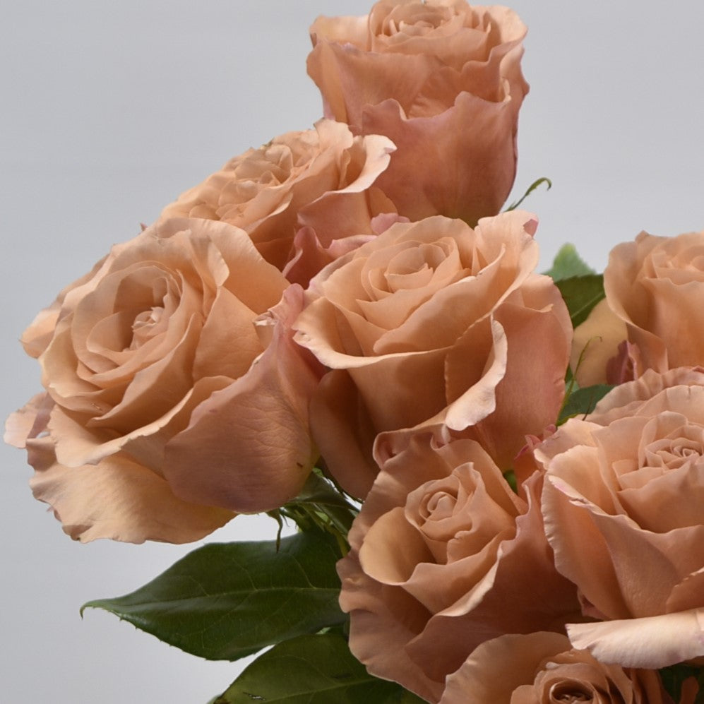 Rose Moab 