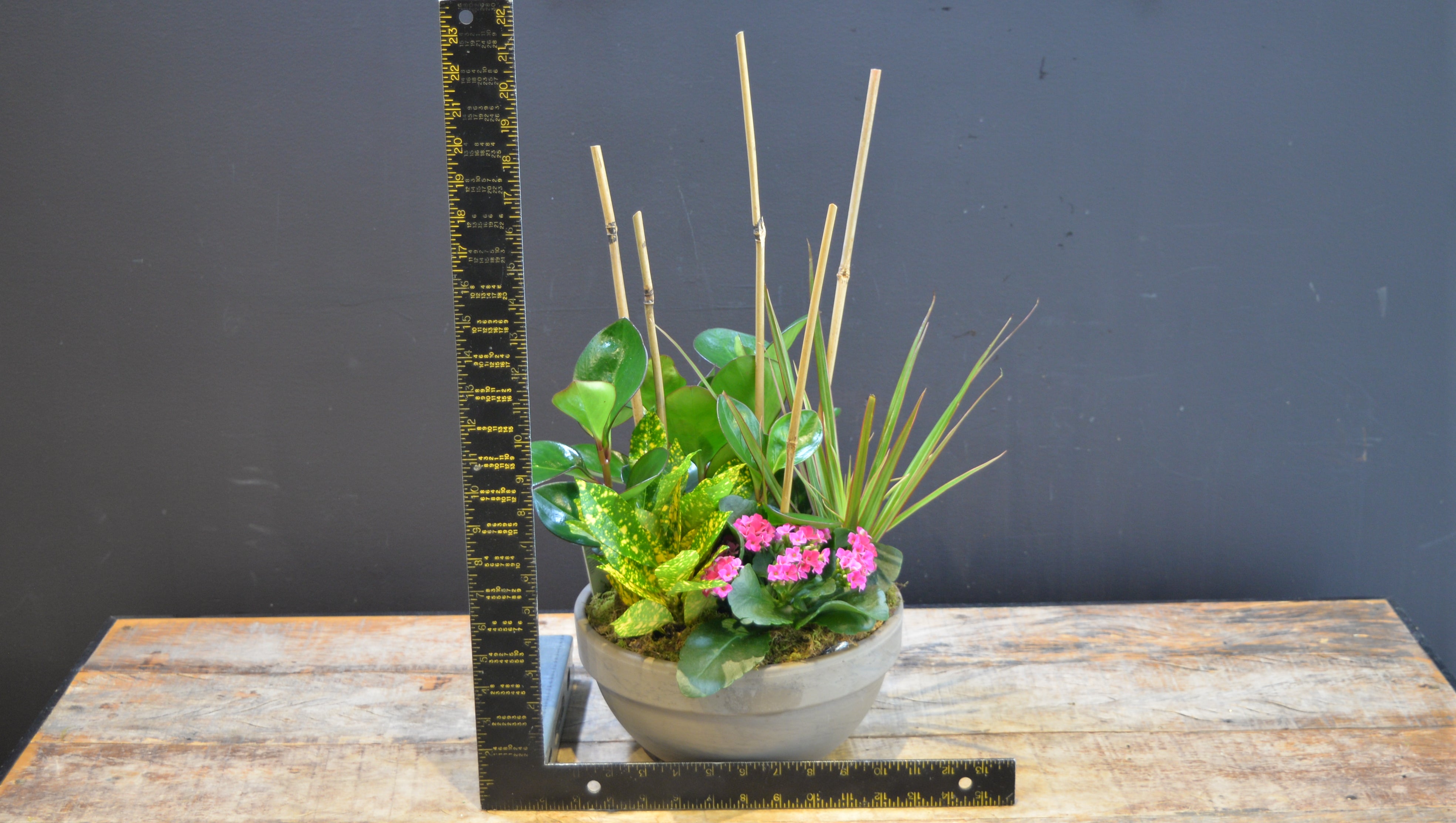 Zen Tropica ScaledOne