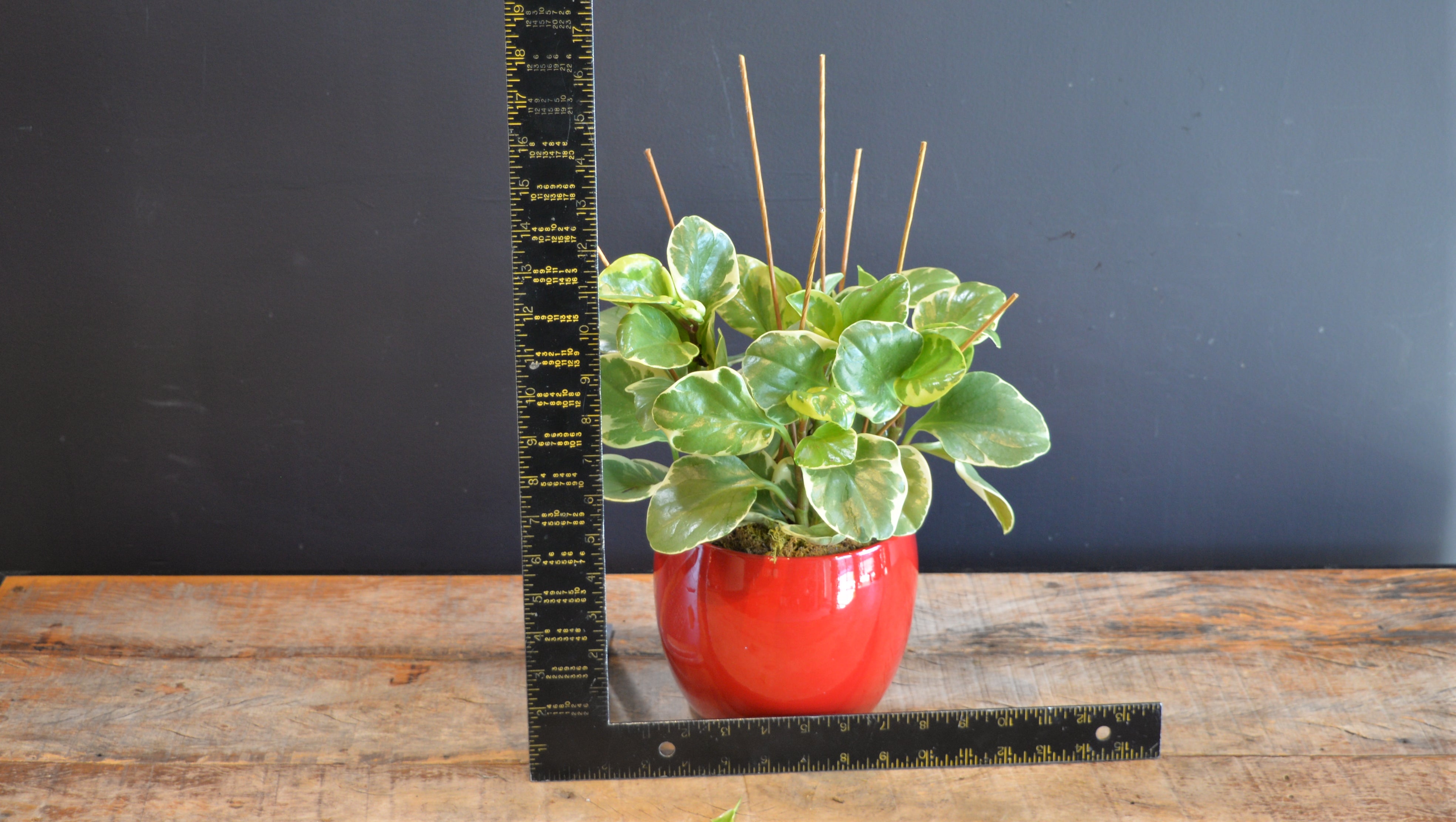 Peperomia & Starlight ScaledOne