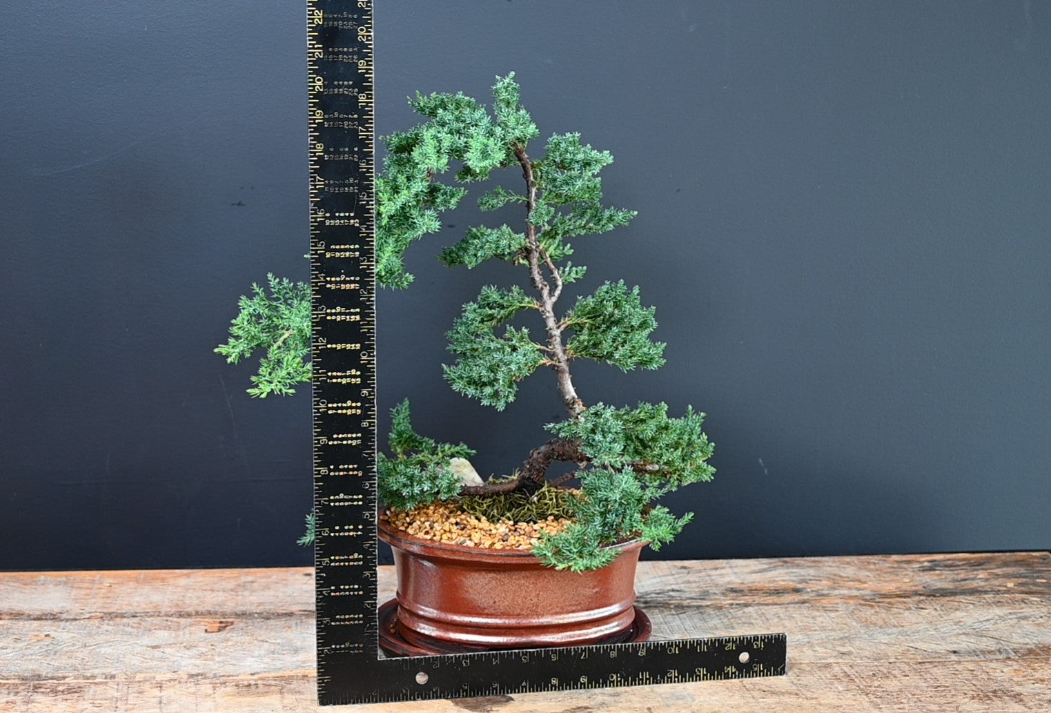 Bonsai Tree 10" ScaledOne