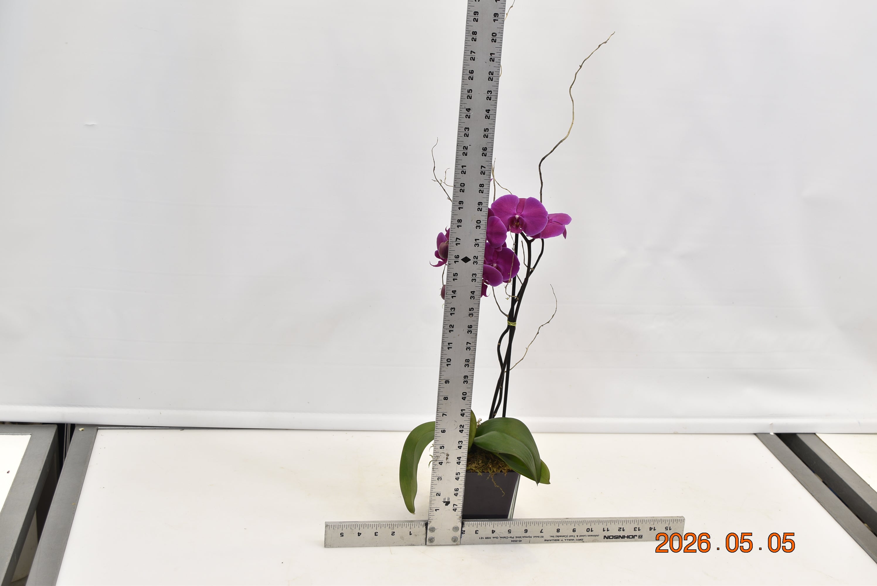 Beauty And Grace Fuchsia ScaledOne