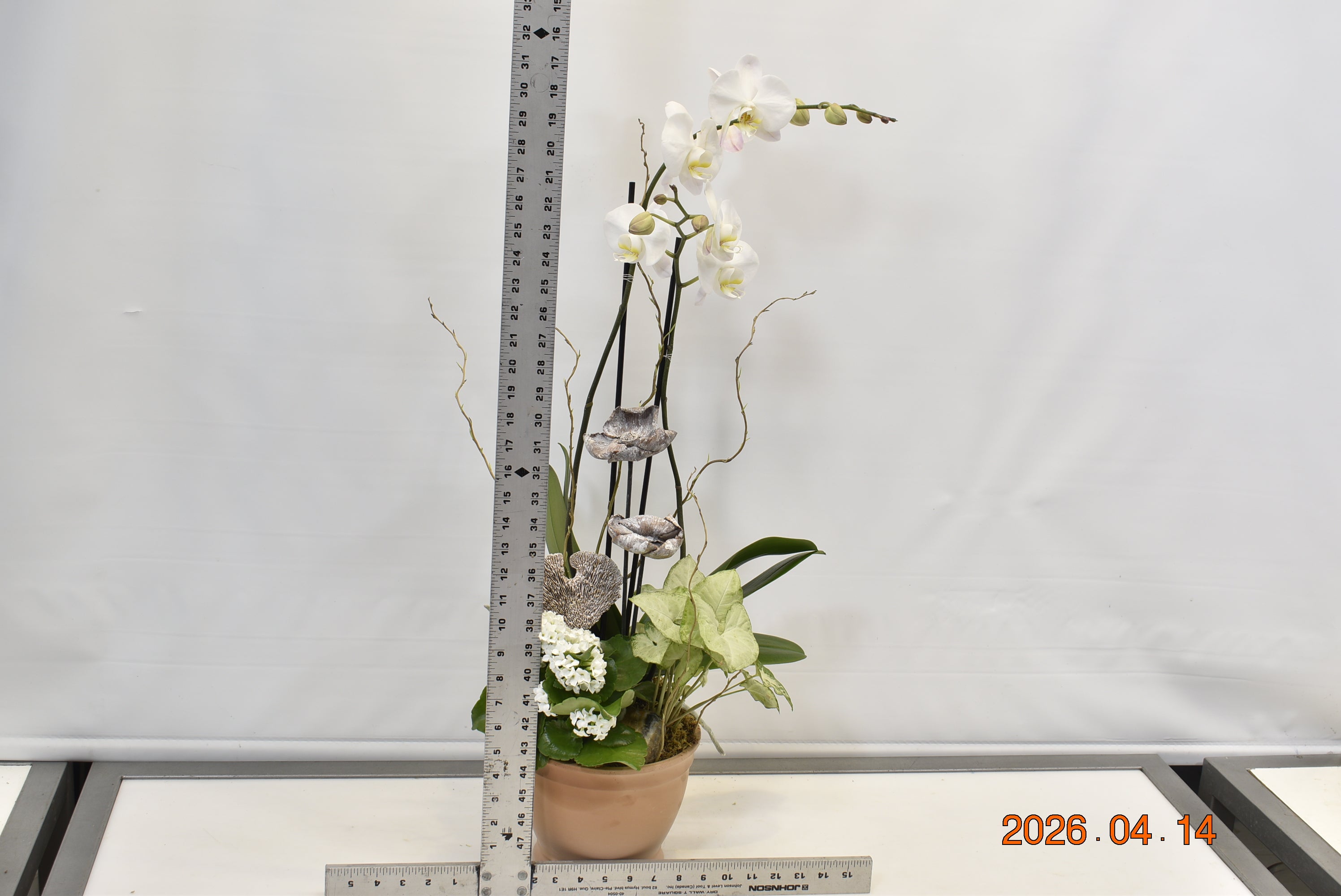 White Willow Botanical Suite ScaledOne