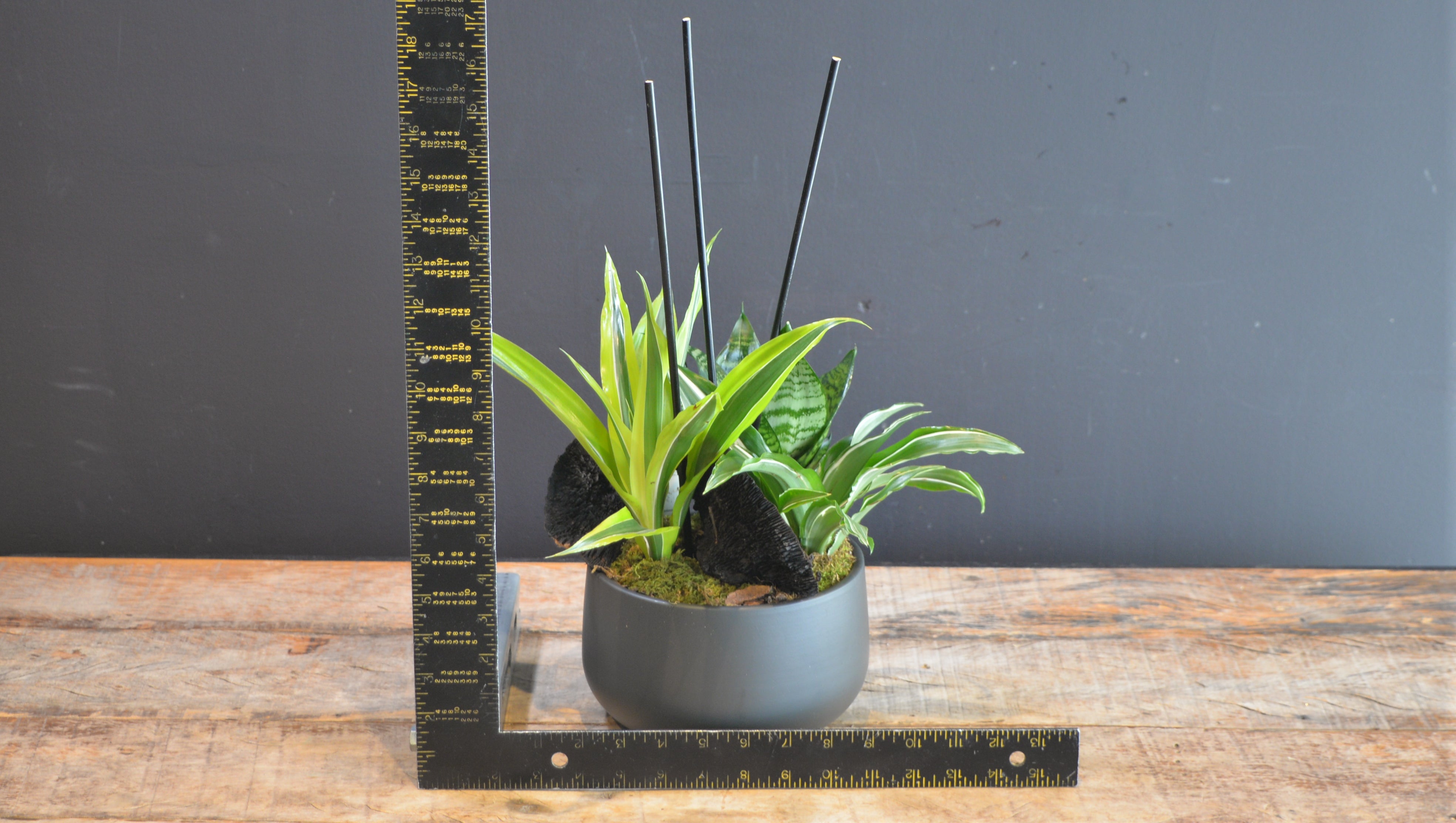 Obsidian Tropics ScaledOne