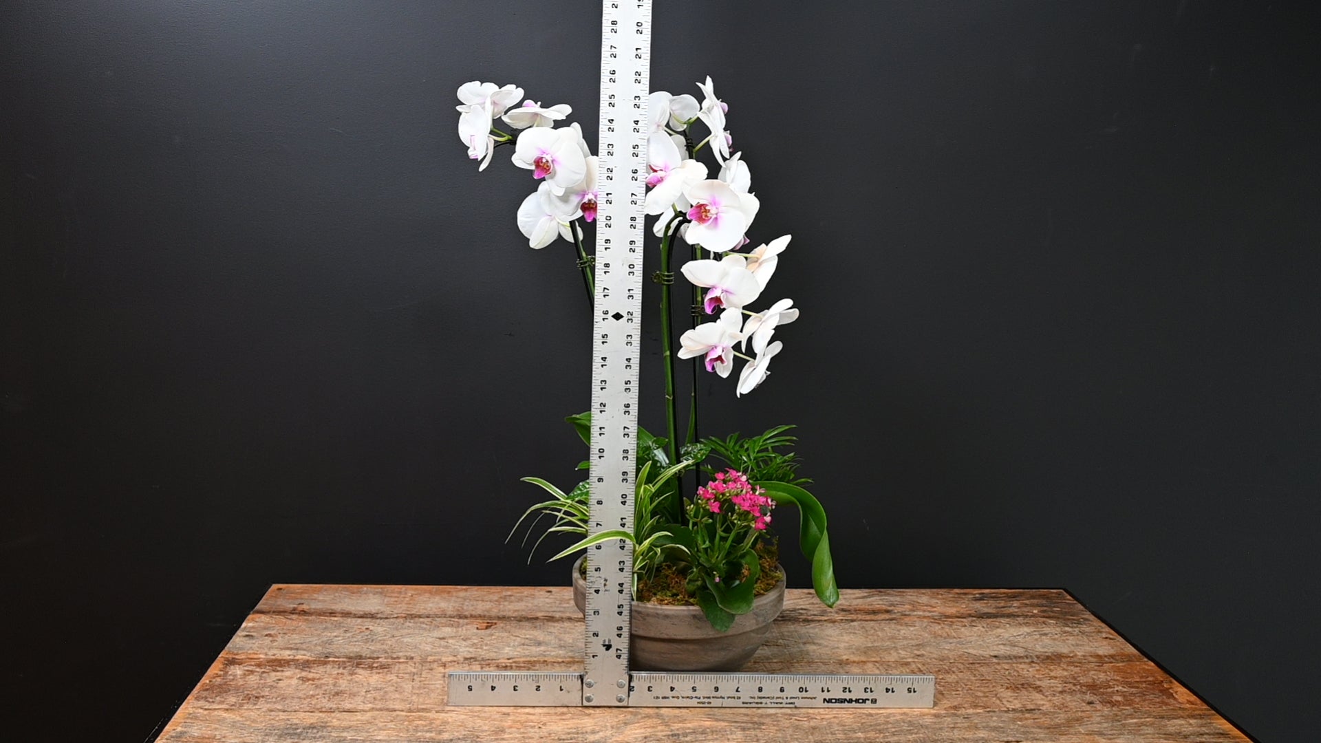 Orchid Oasis ScaledOne