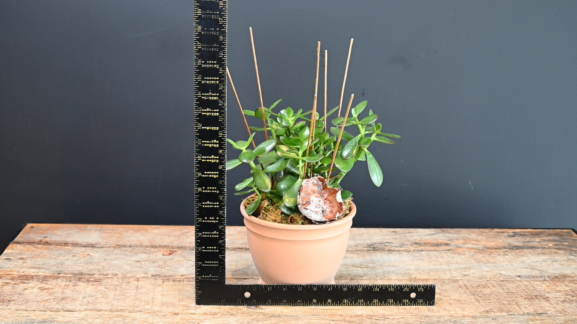 Jade Harvest ScaledOne
