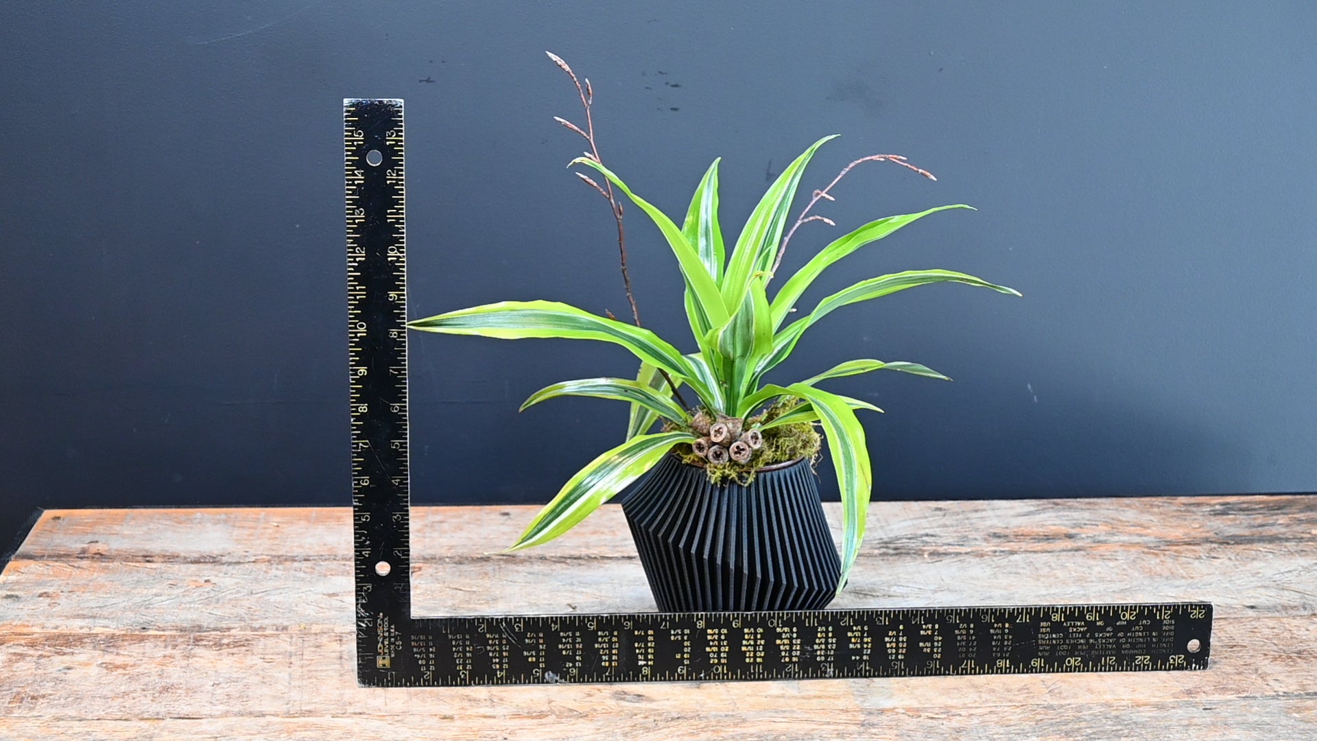Prism Jungle ScaledOne