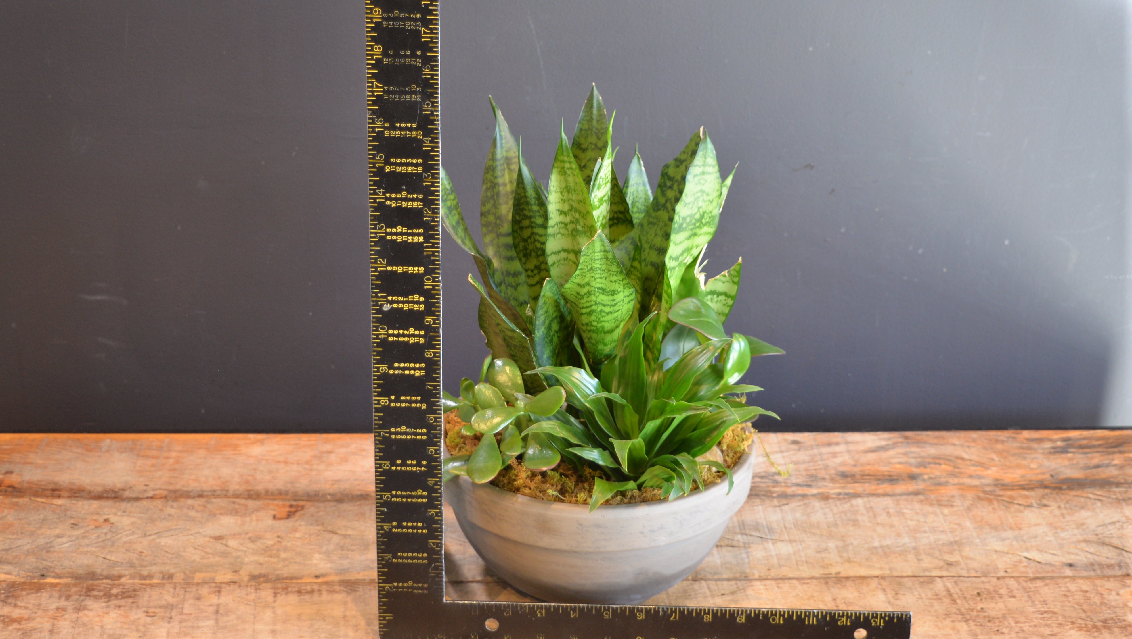 Calm & Collected ScaledOne