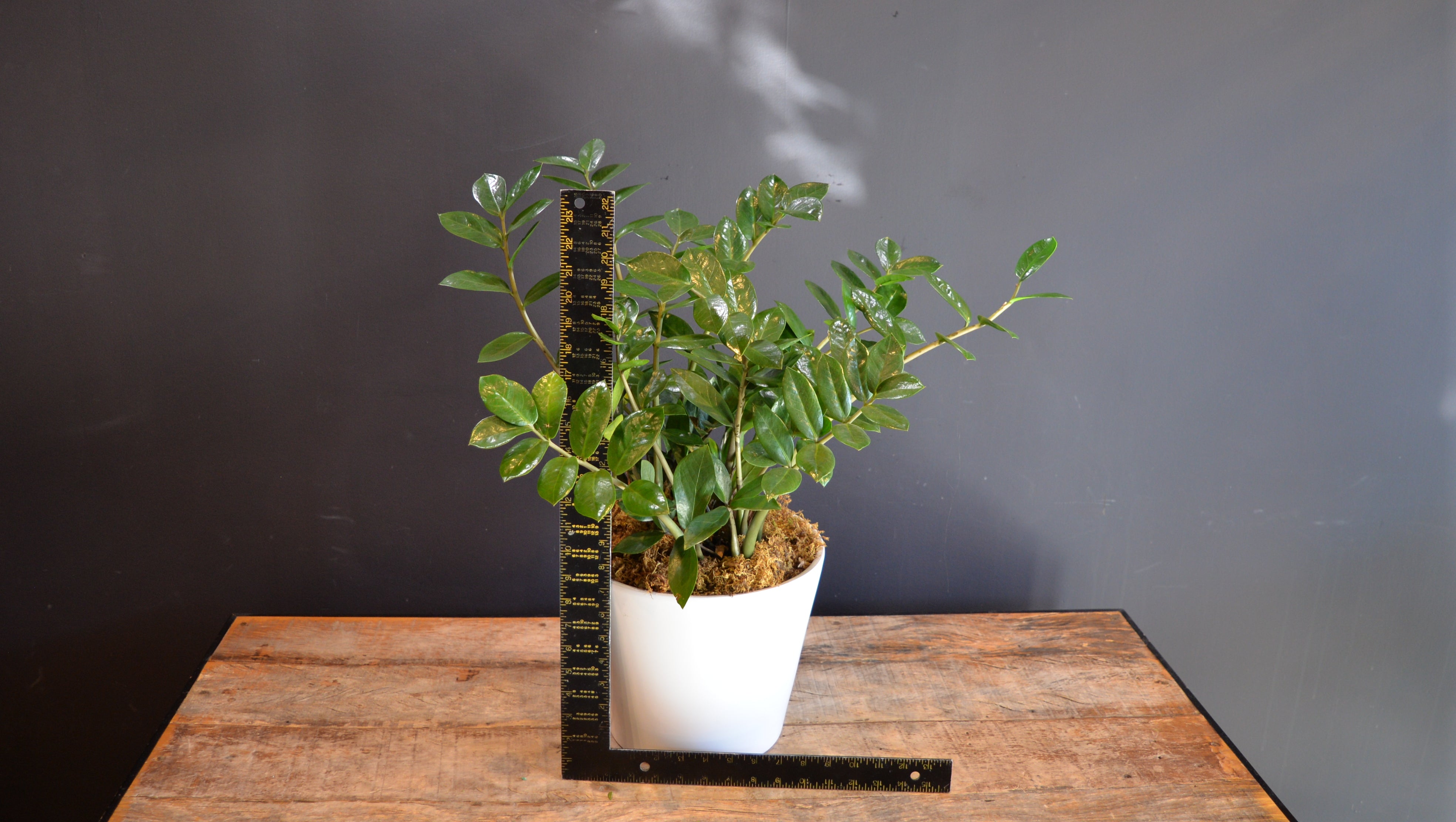 Bursting Cheer ScaledOne