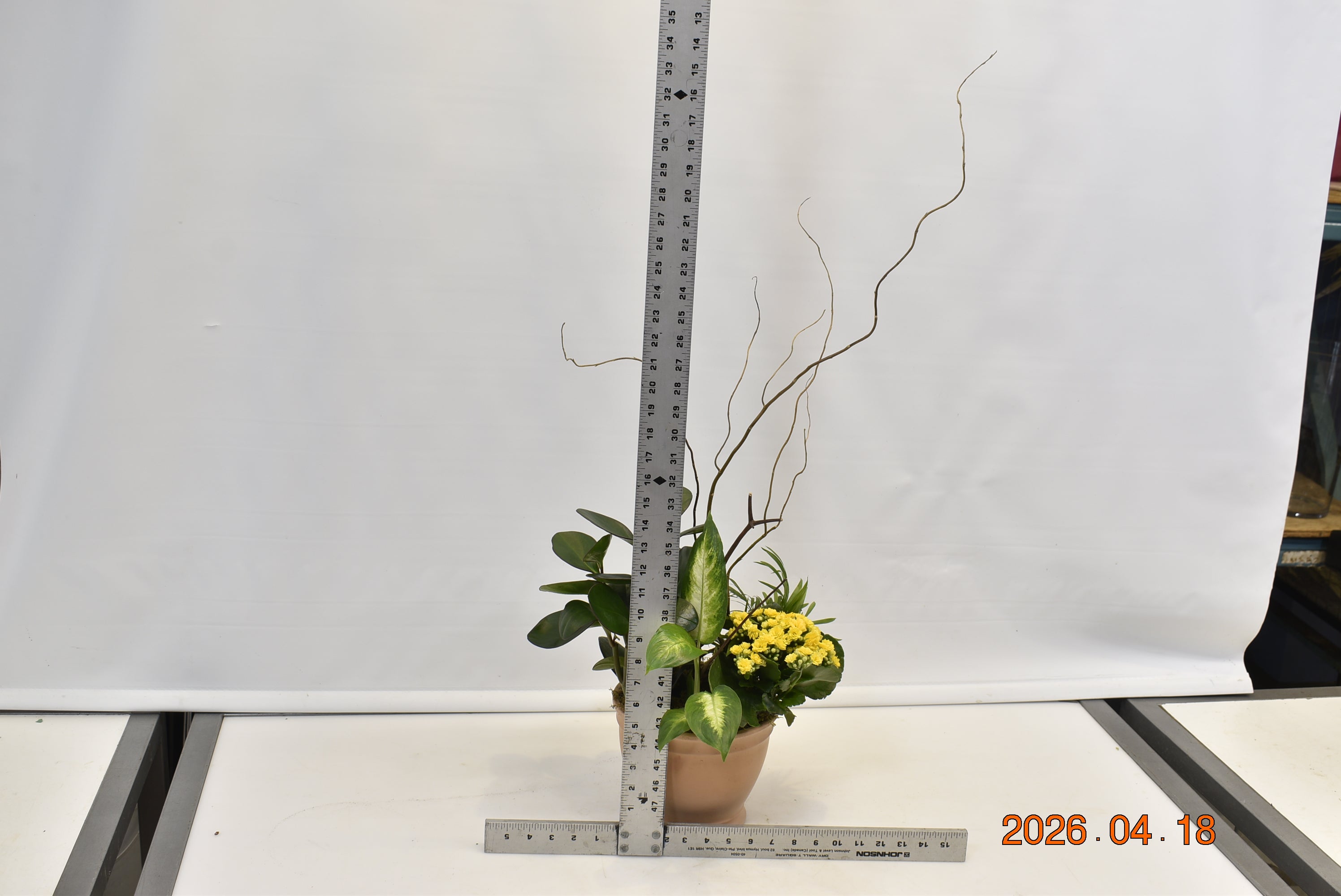 Terra Tropics ScaledOne
