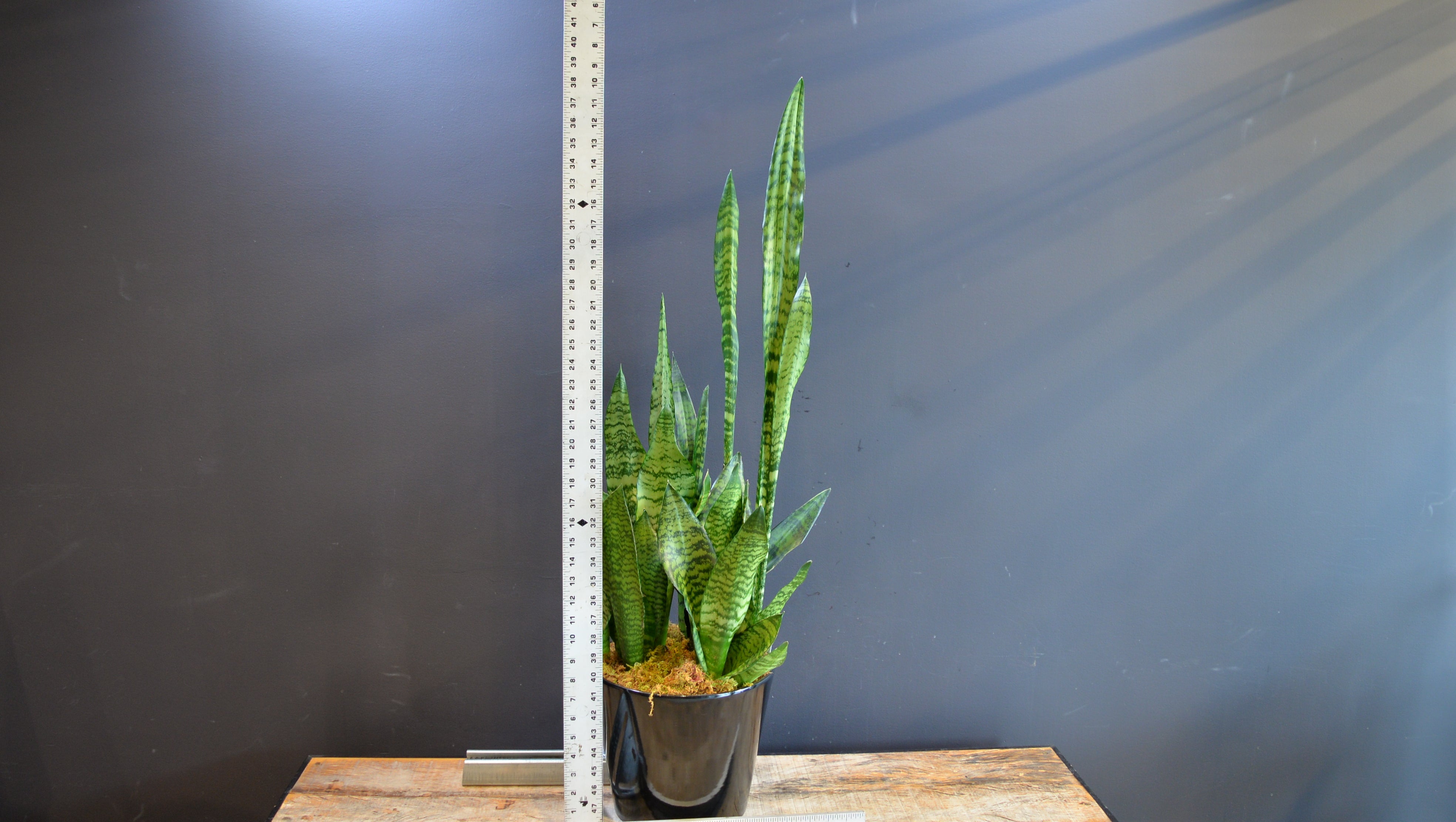 Winter Serpent ScaledOne