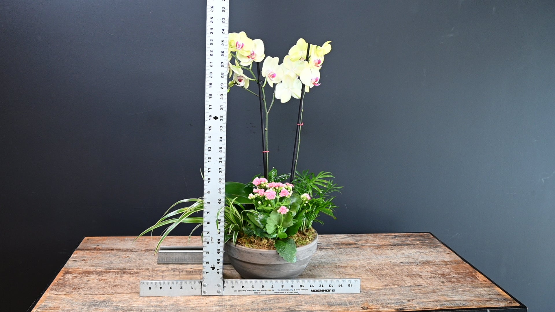 Orchid Oasis ScaledOne