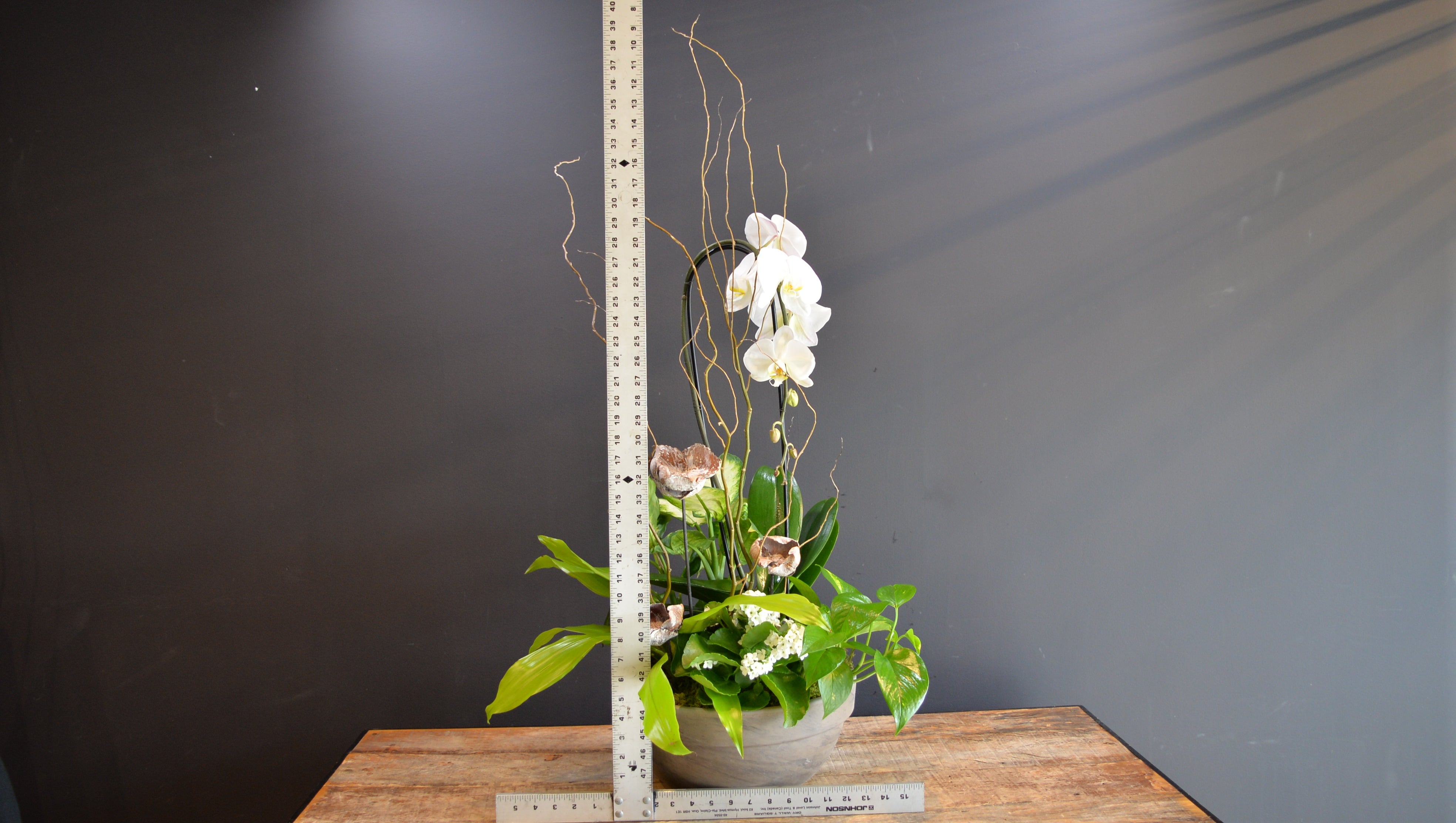 Grand Phalaenopsis Planter ScaledOne