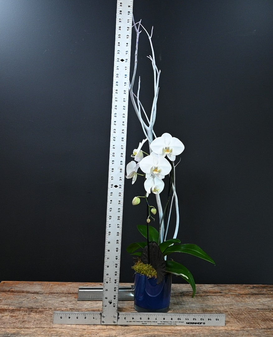 Aquara ScaledOne