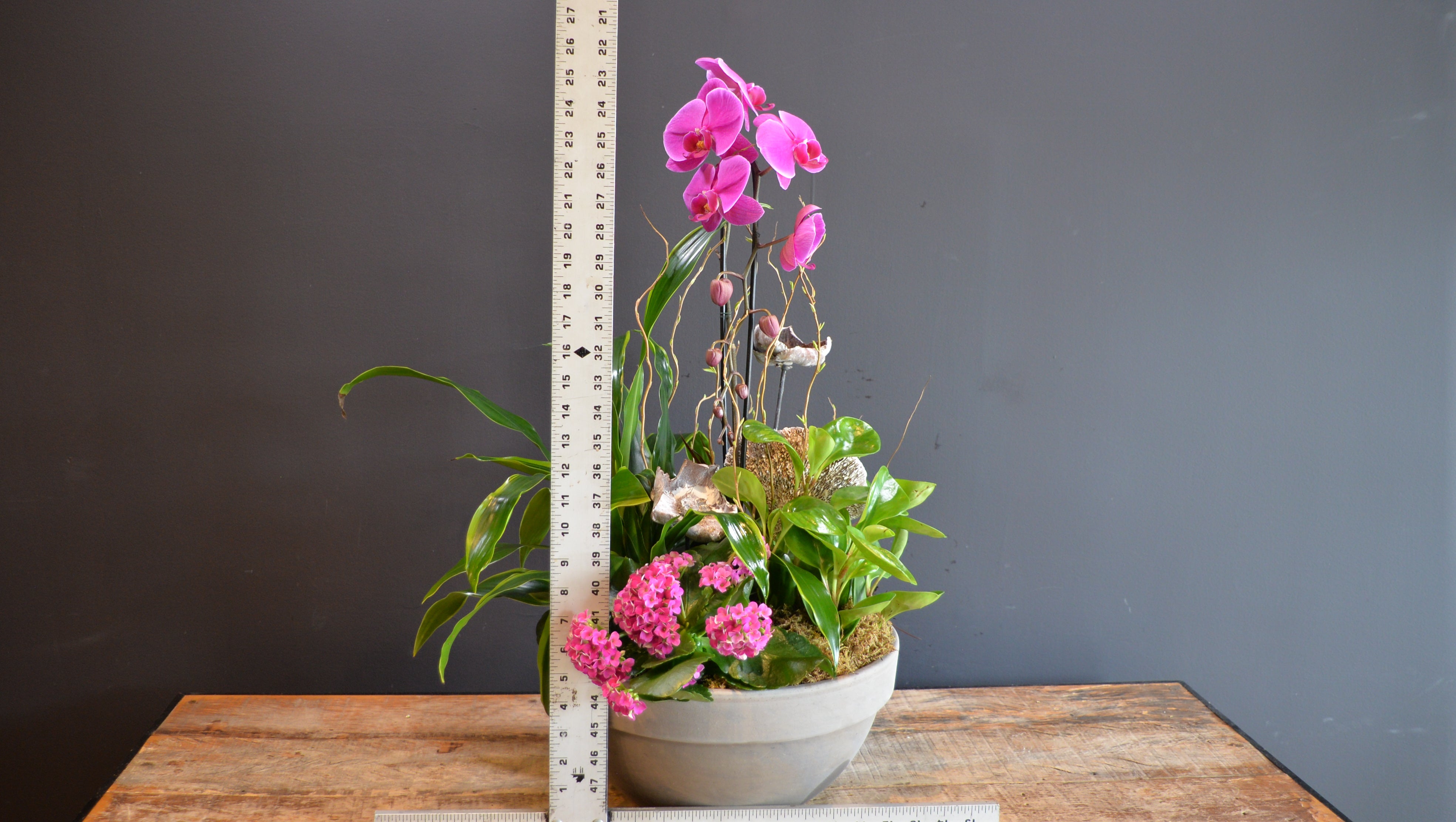 Fuchsia Wildfall Garden ScaledOne