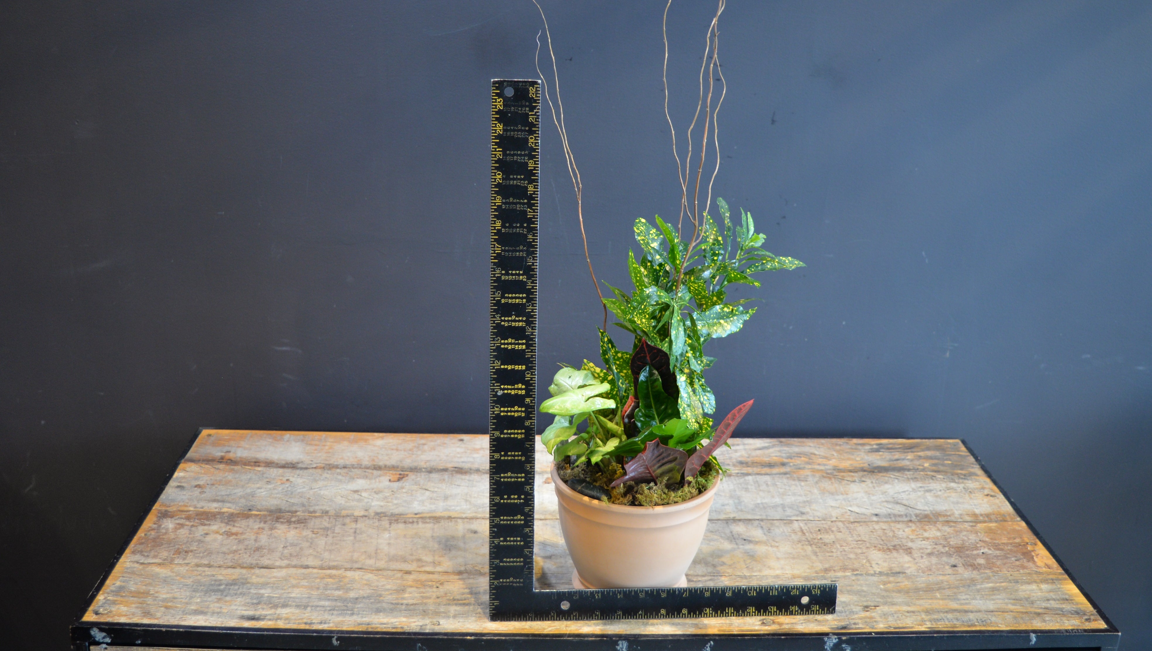 Terracotta Tropics ScaledOne