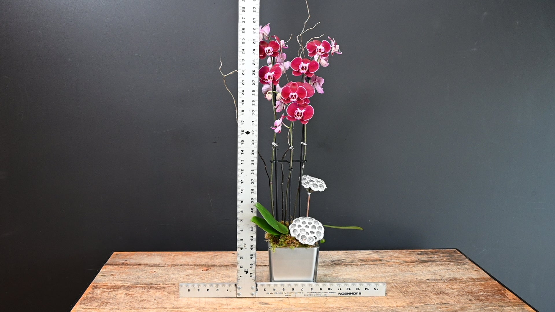 Peaceful Beauty Single Orchid ScaledOne