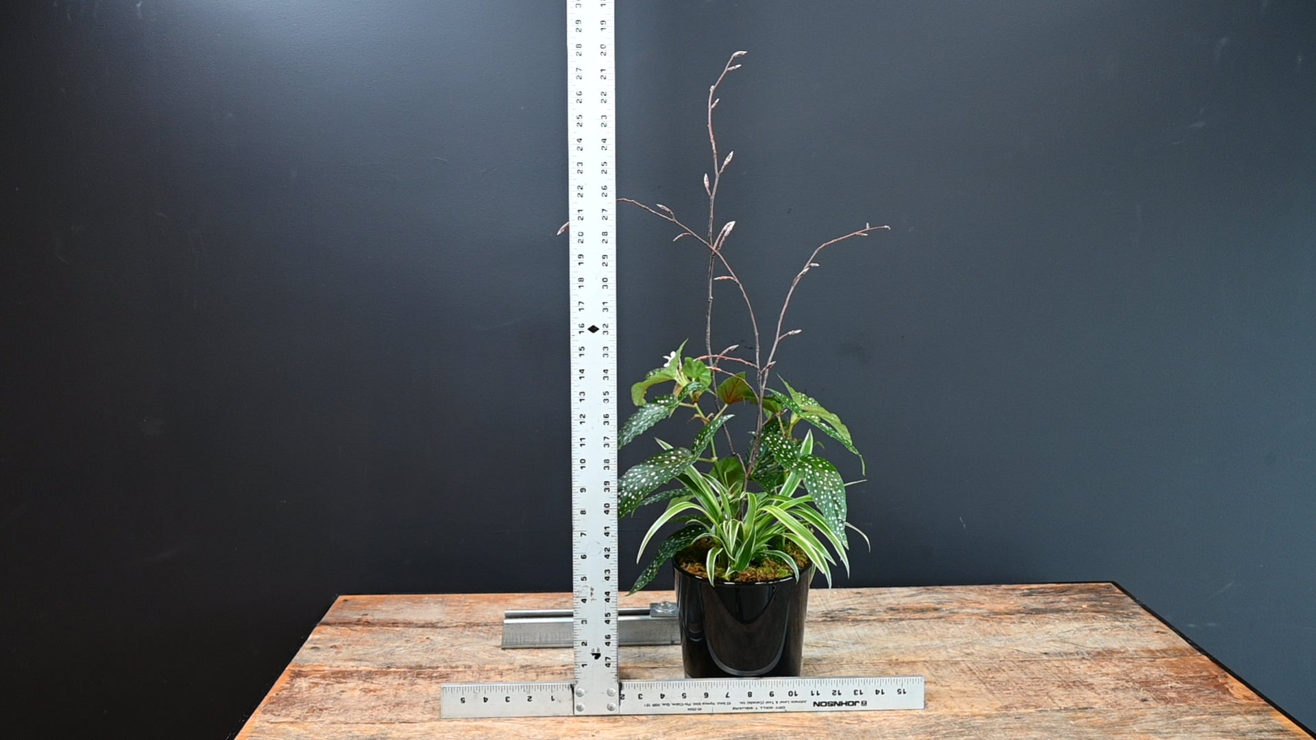 Black Tie Begonia ScaledOne