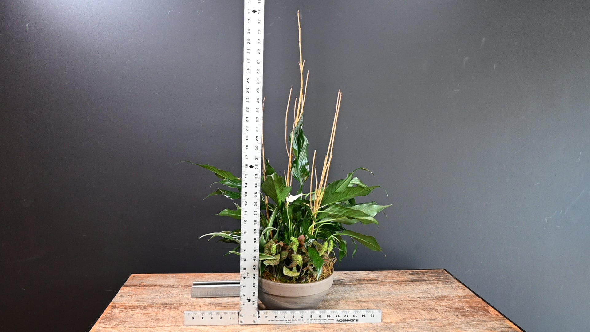 Urban Oasis ScaledOne