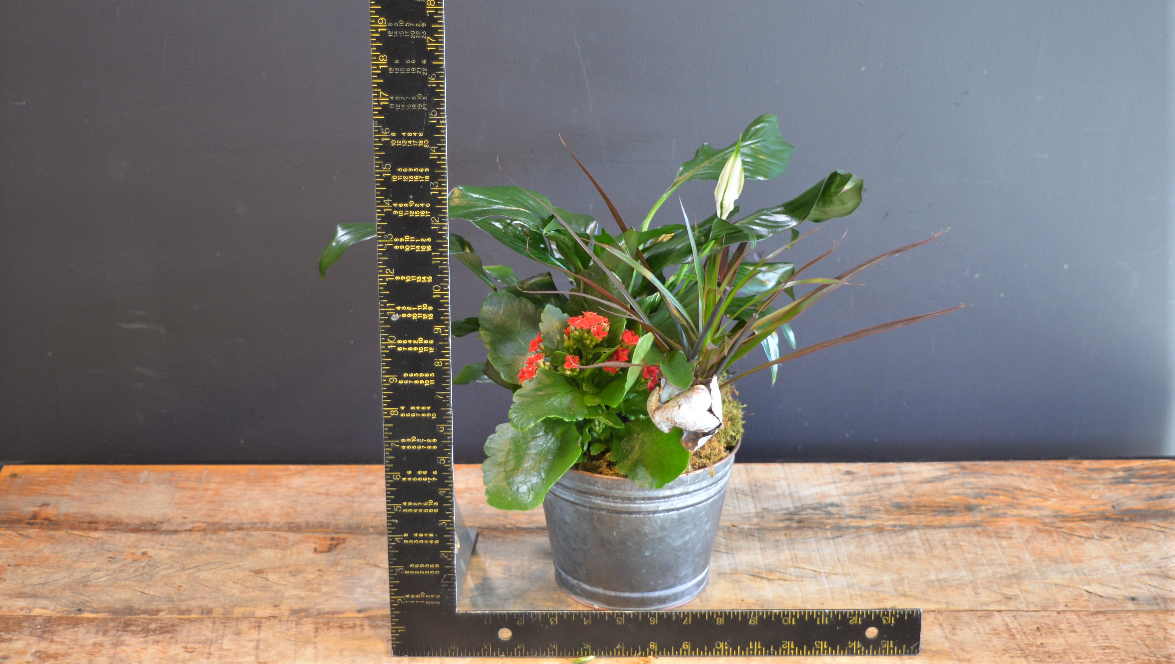 Peaceful Holidays ScaledOne