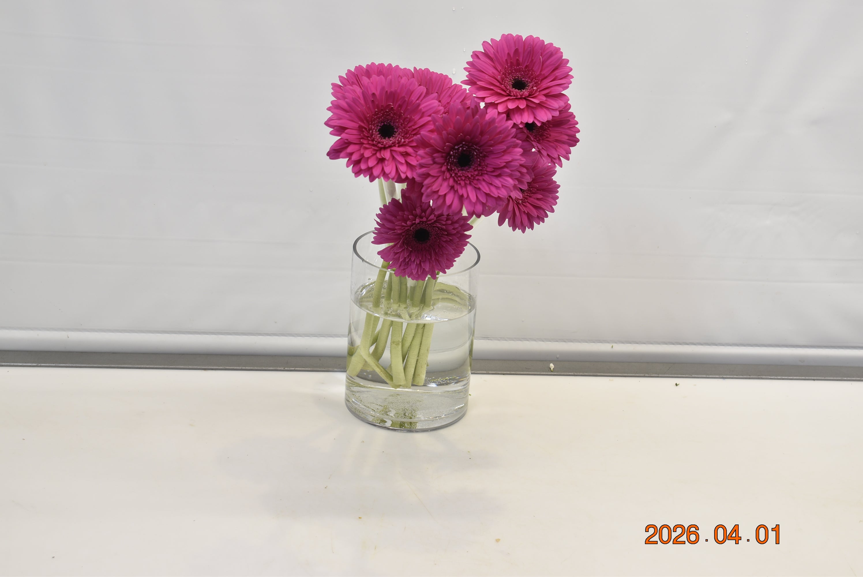 Gerbera Madeira Small