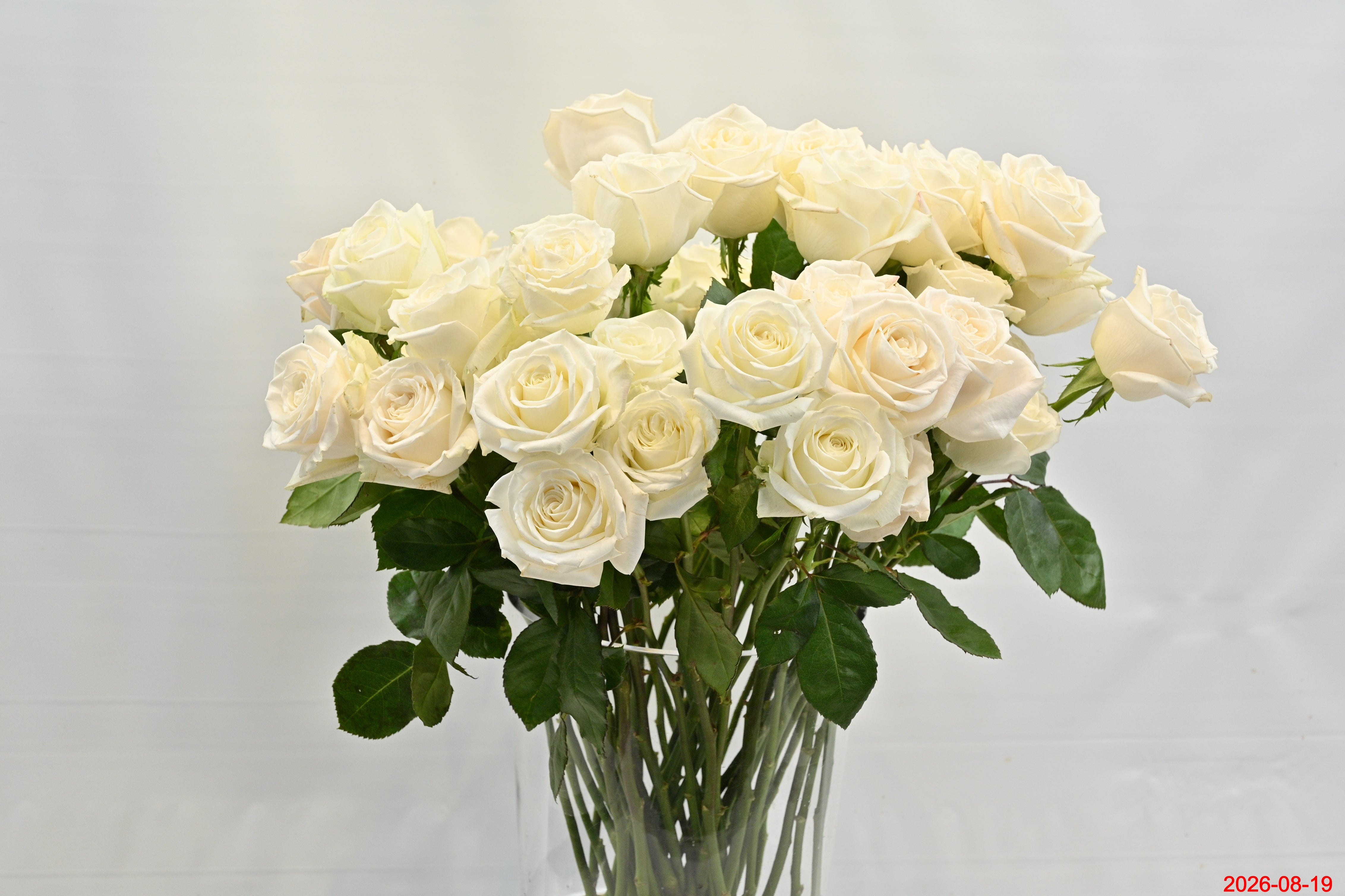 ROSE PLAYA BLANCA Small