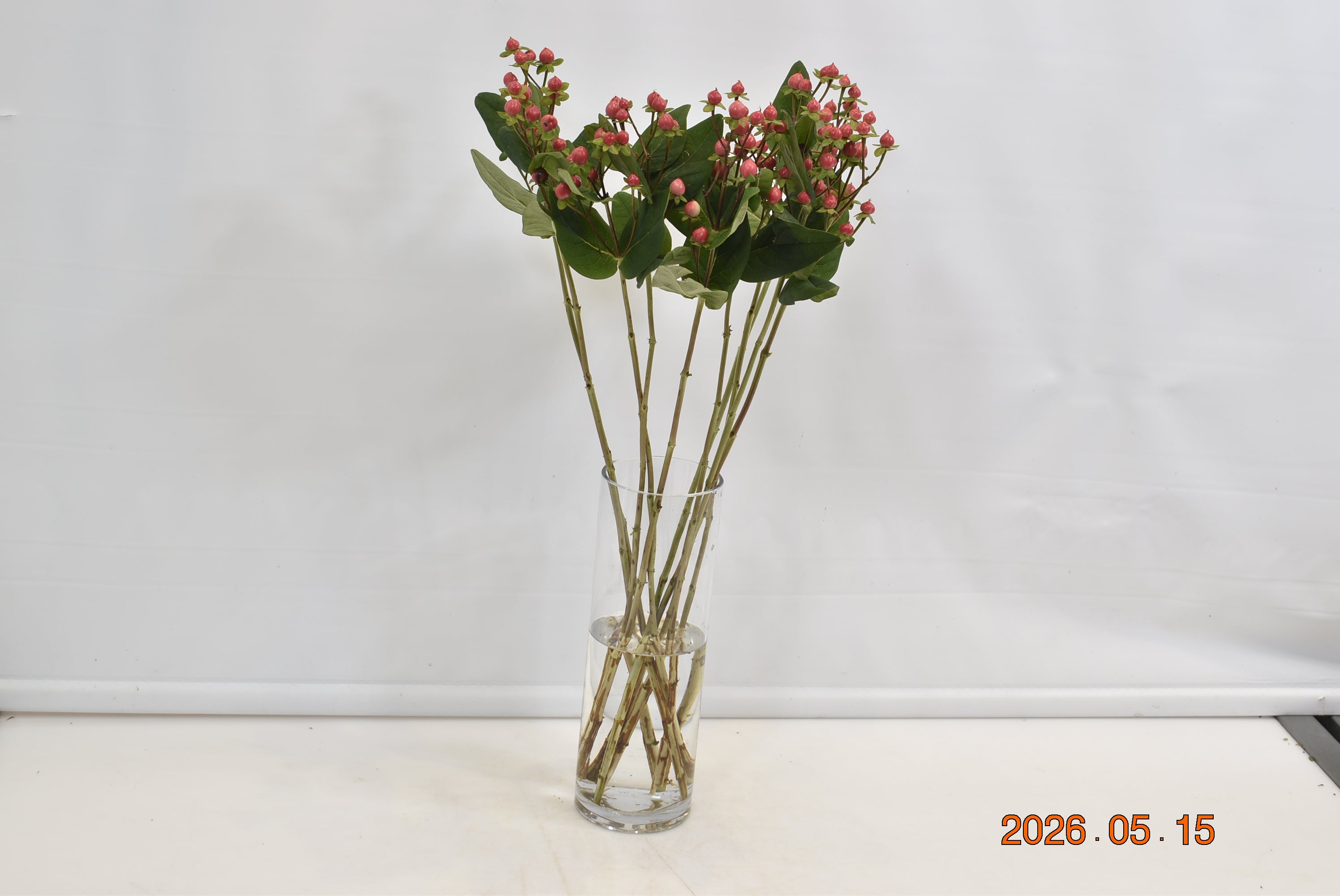HYPERICUM BLUSHING ROMANCE Small