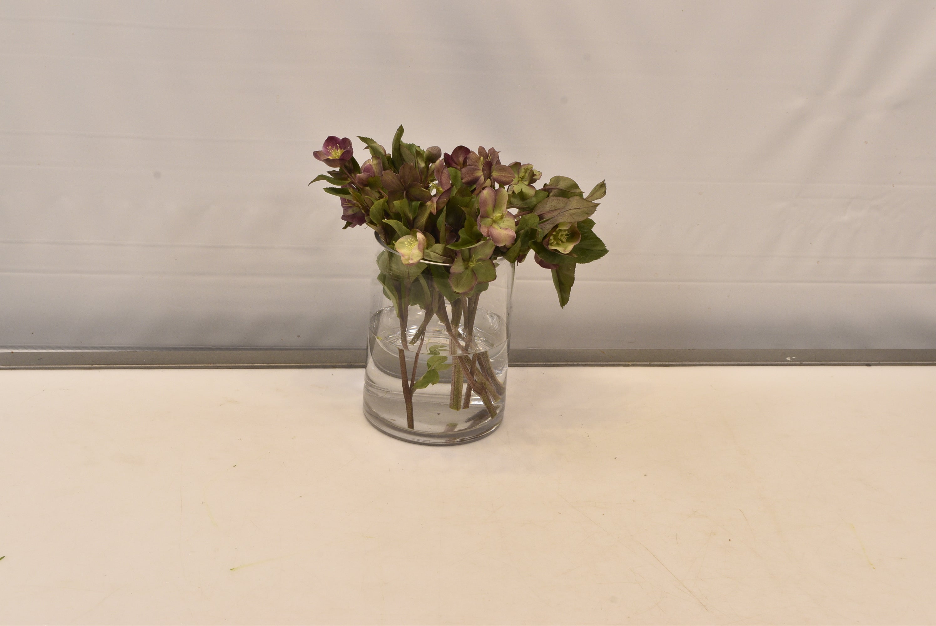Helleborus Classic Grace Small