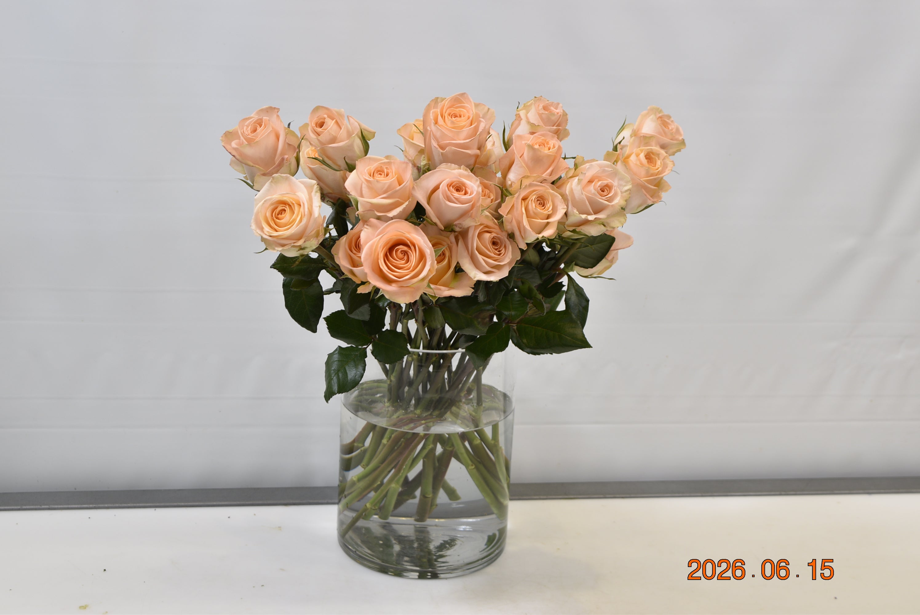 ROSE TIFFANY Small