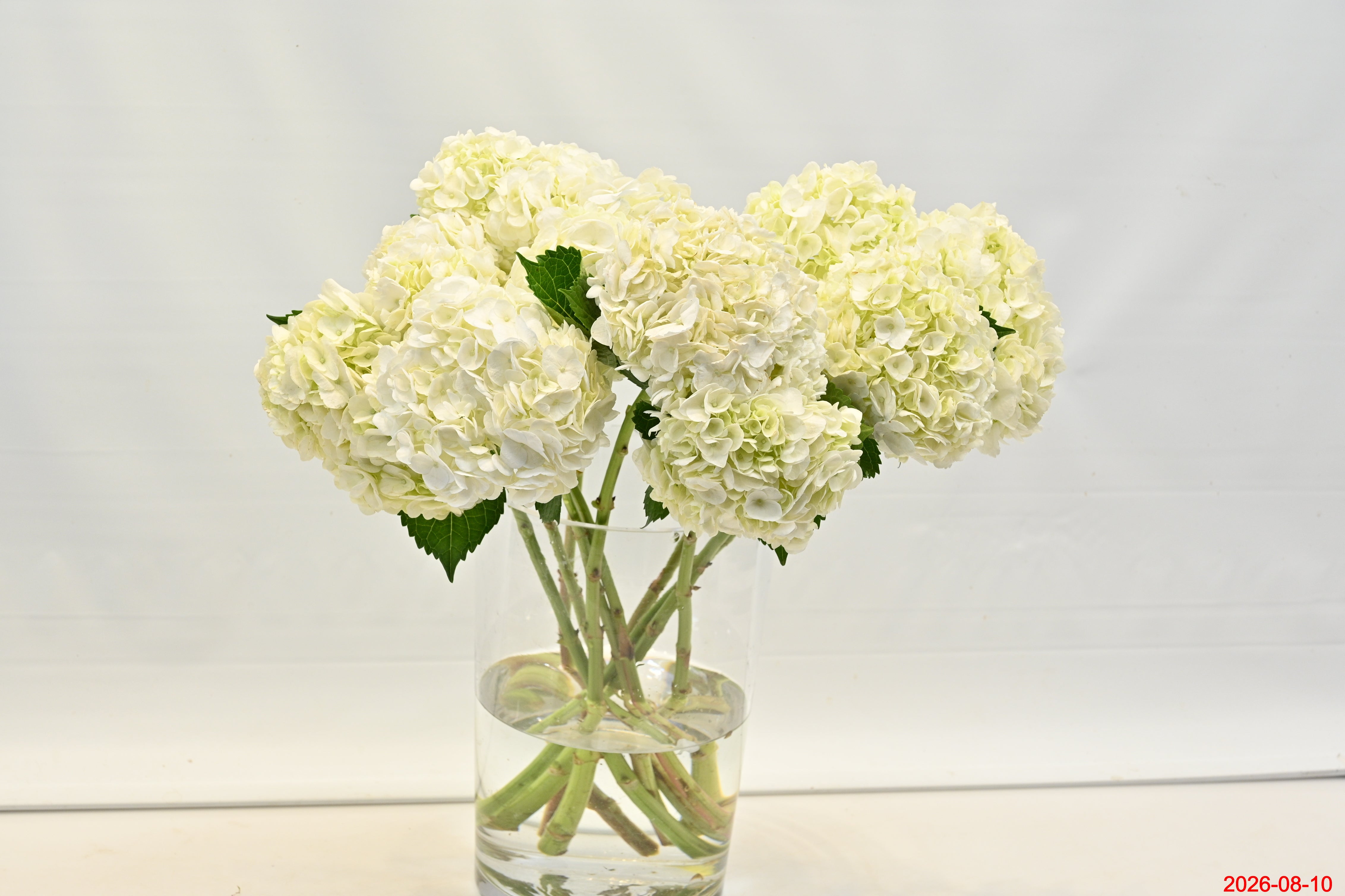 HYDRANGEA S. A. WHITE Small