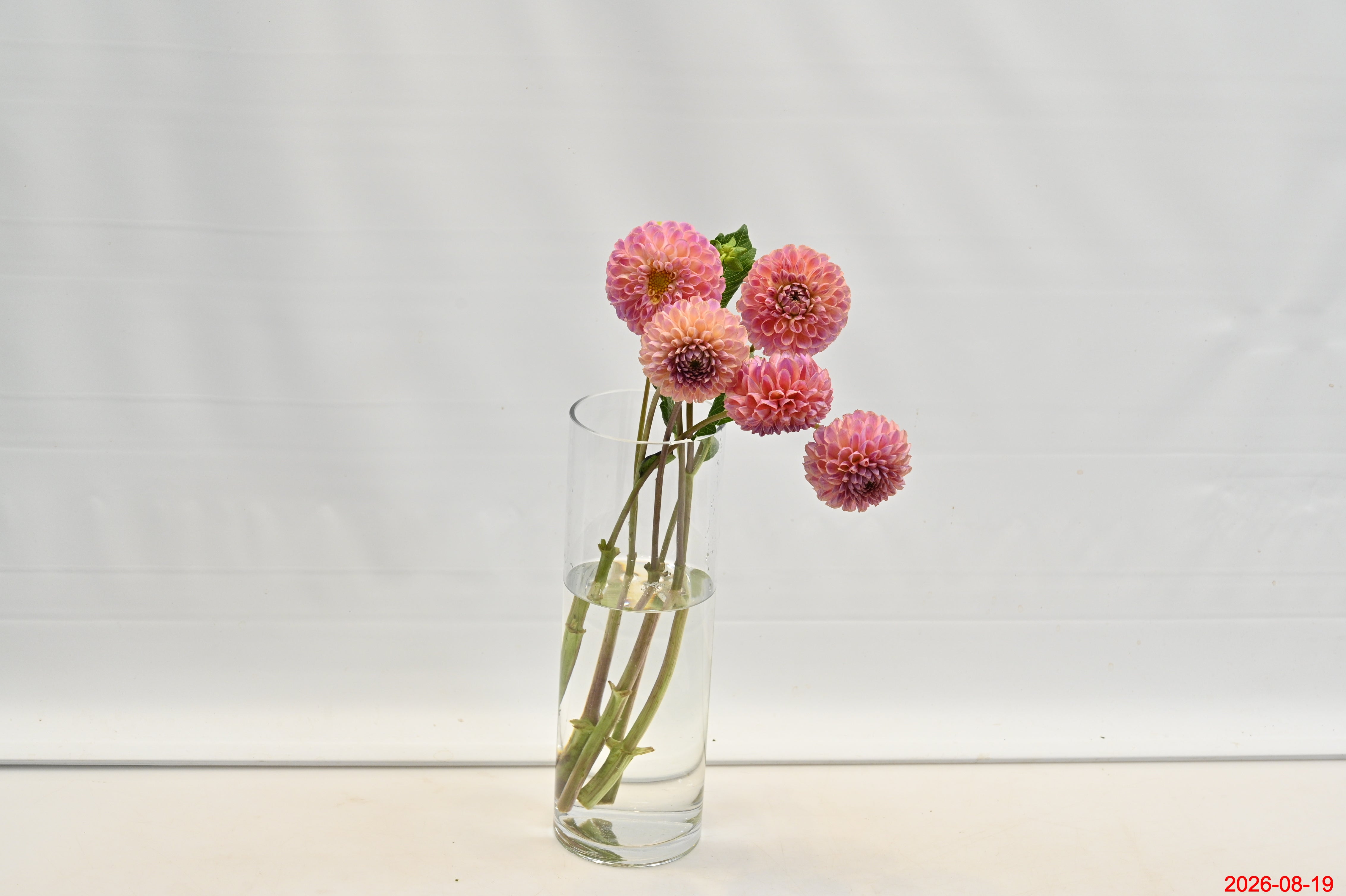 DAHLIA HOT PINK Small