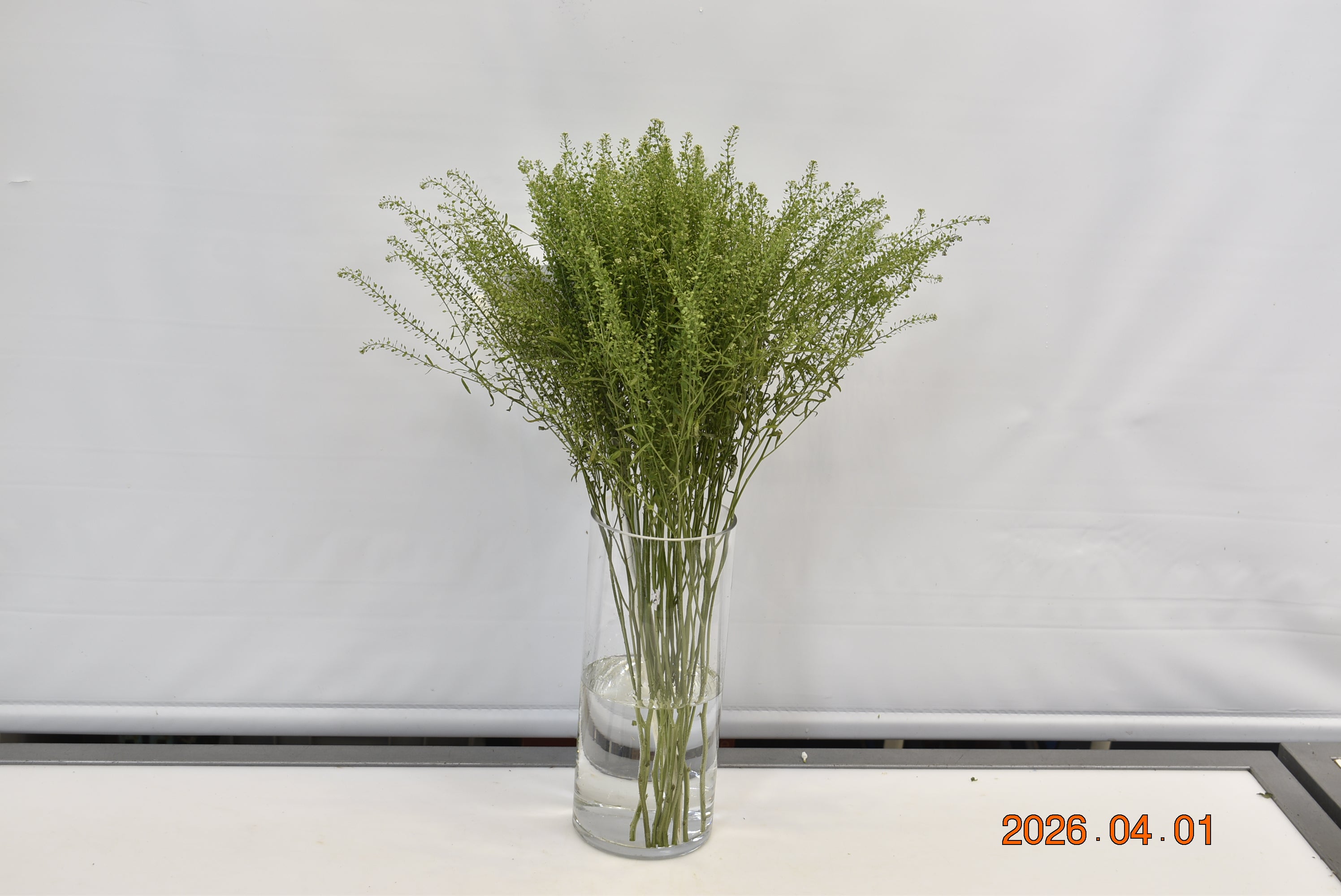 THLASPI Small