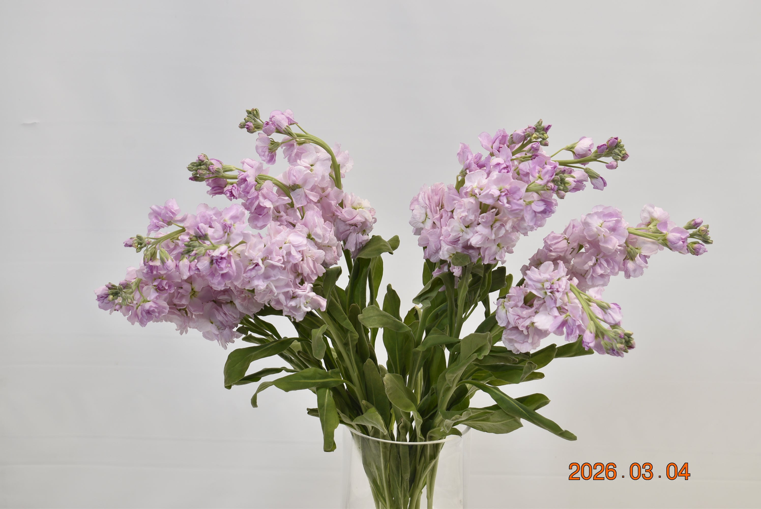 STOCK PINK Small