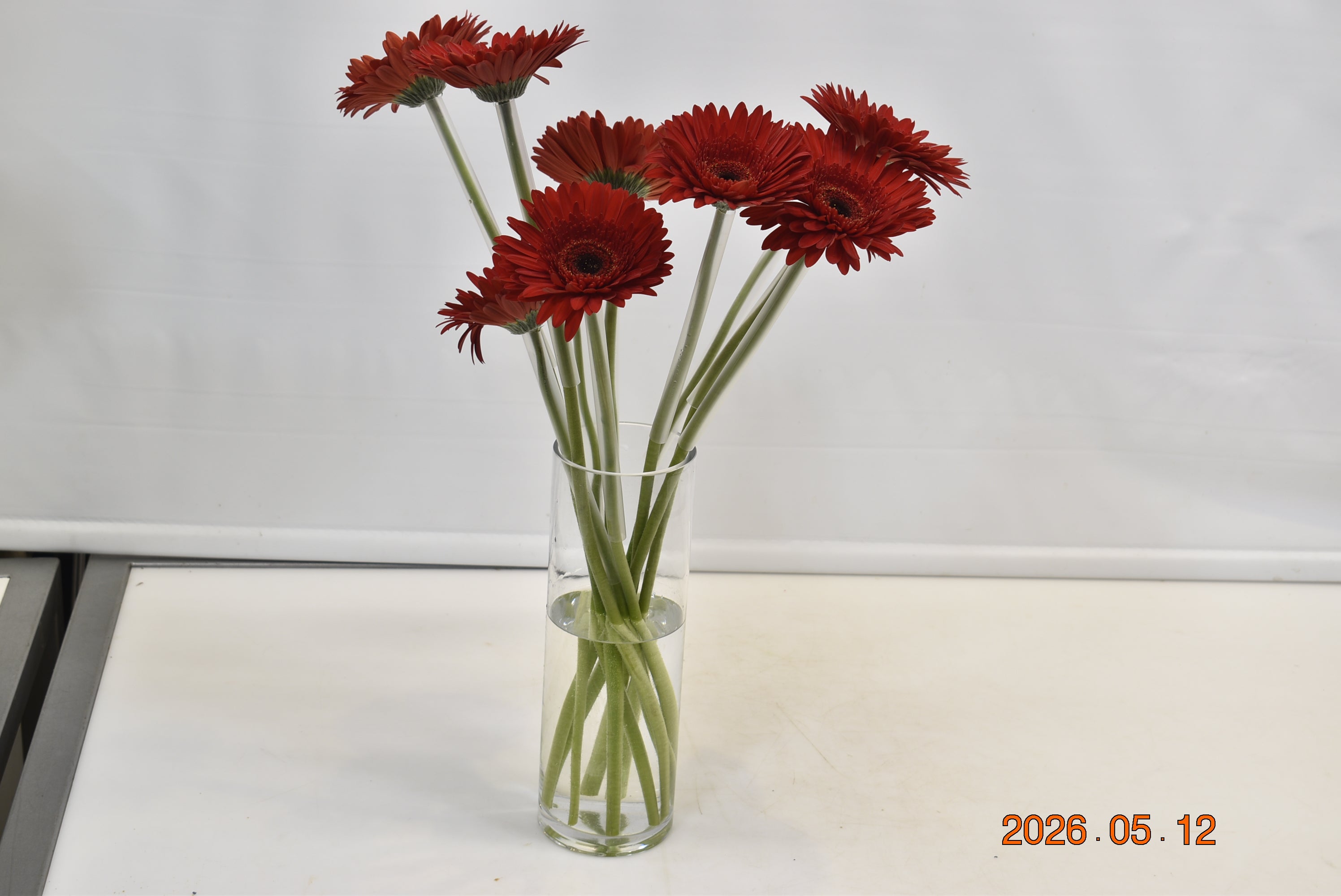 GERBERA DYNAMIC Small