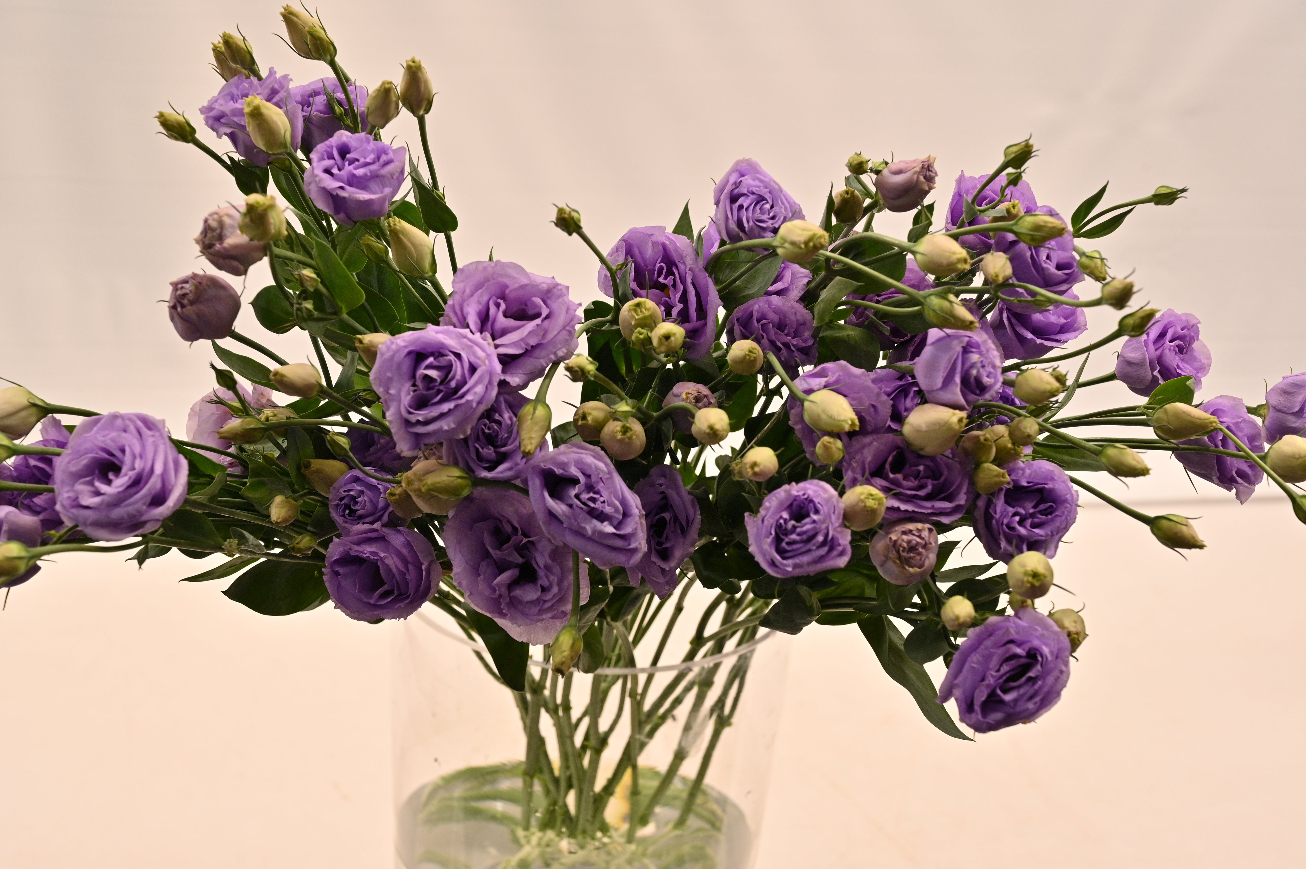Lisianthus Dbl Lavender Small